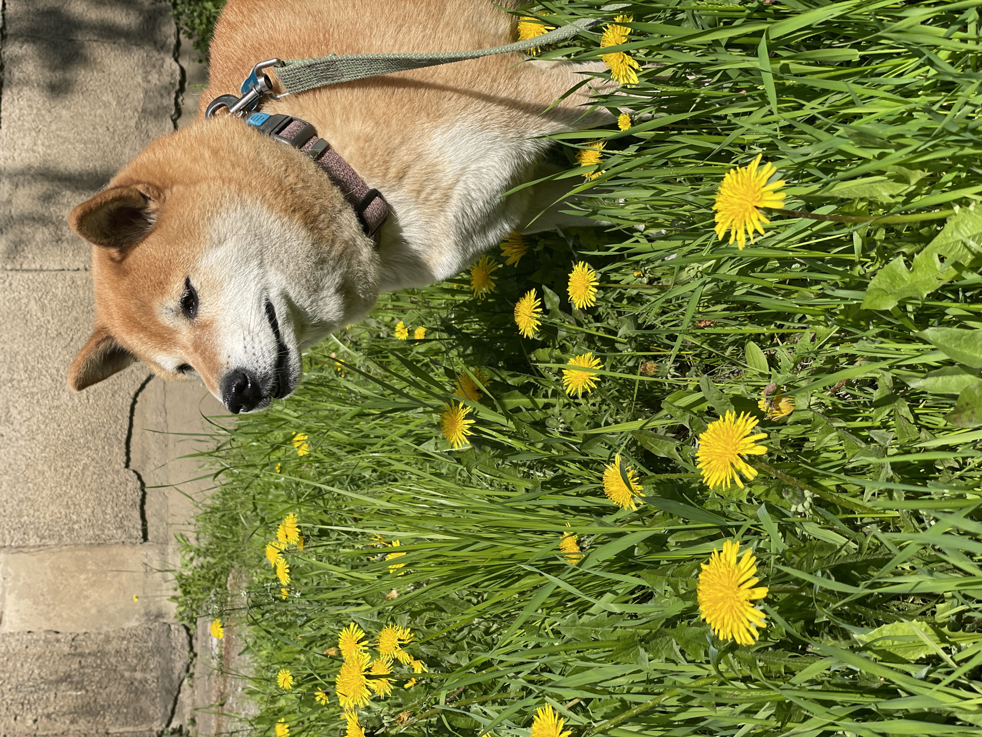 A Shiba Inu dog, leashed, is standing in a field of dandelions and green grass adjacent to a concrete sidewalk. The dog is tan and white. The harness is green and brown. The location is not specified as being in Zheleznogorsk, Russia.