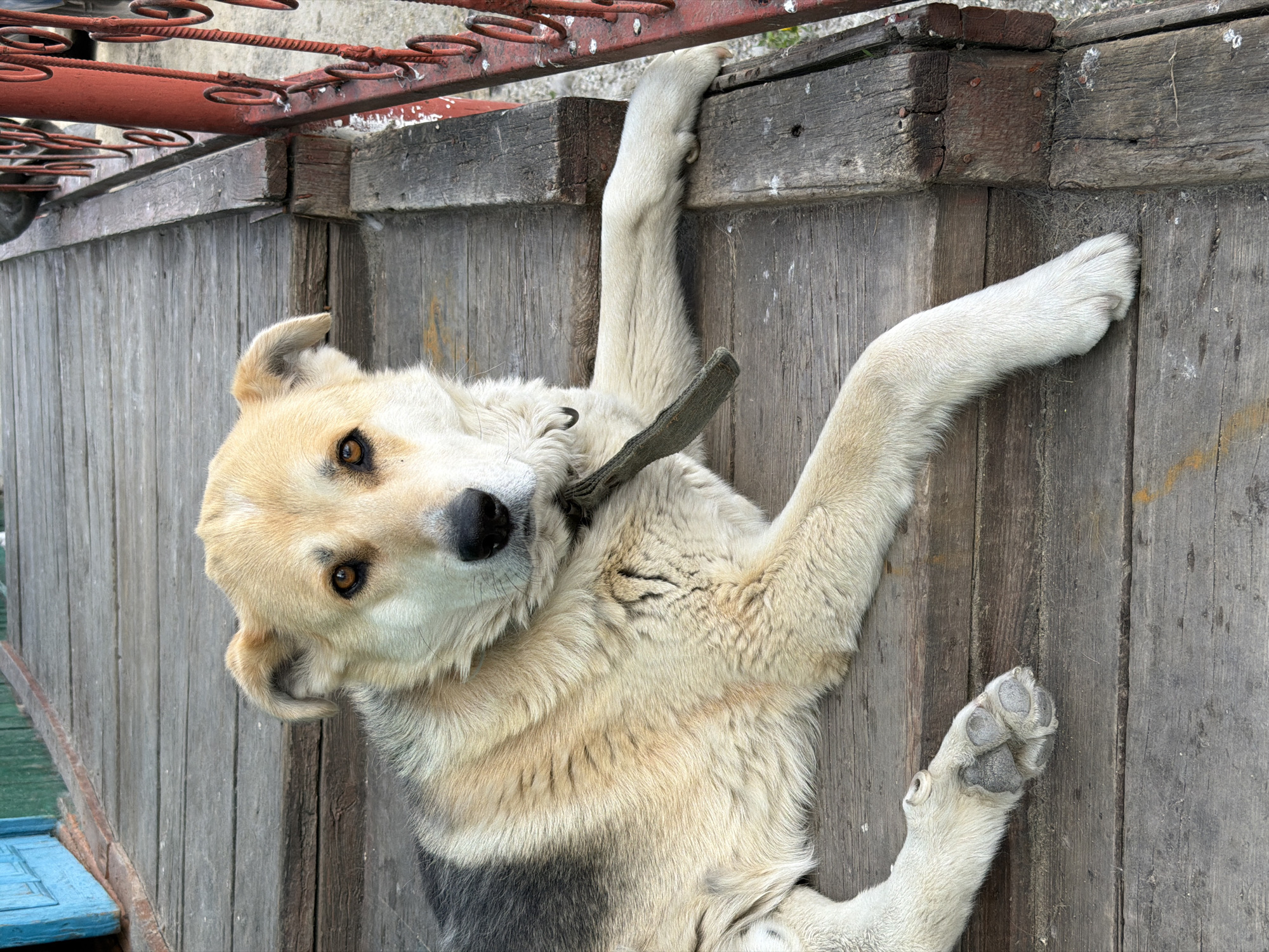 A medium-sized dog with light brown and black fur lies on a wooden porch. The dog is facing the camera with its head slightly tilted. It is wearing a dark green collar. The porch is made of weathered wooden planks, and there is a red railing to the right of the dog. In the background, a blue door and green wall are visible, suggesting a residential setting. The scene appears to be in Shimanovsk, Russia, given the context.