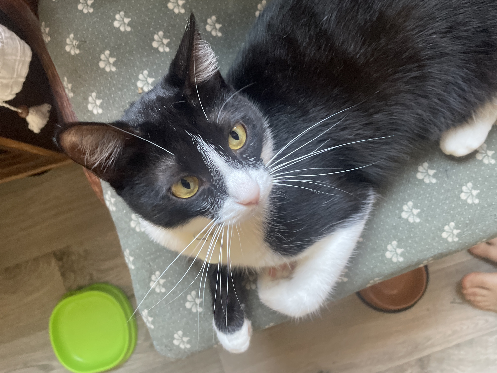 A black and white cat with yellow eyes is lying on a green upholstered chair with a white floral pattern. The cat is looking up at the camera, with its paws tucked underneath its body. To the left of the chair is a stack of two bright green plastic bowls. To the lower left of the frame, a person's feet are visible on a wooden floor. In the background, a wooden shelf with a white decorative item is visible. The image is taken from a high angle.