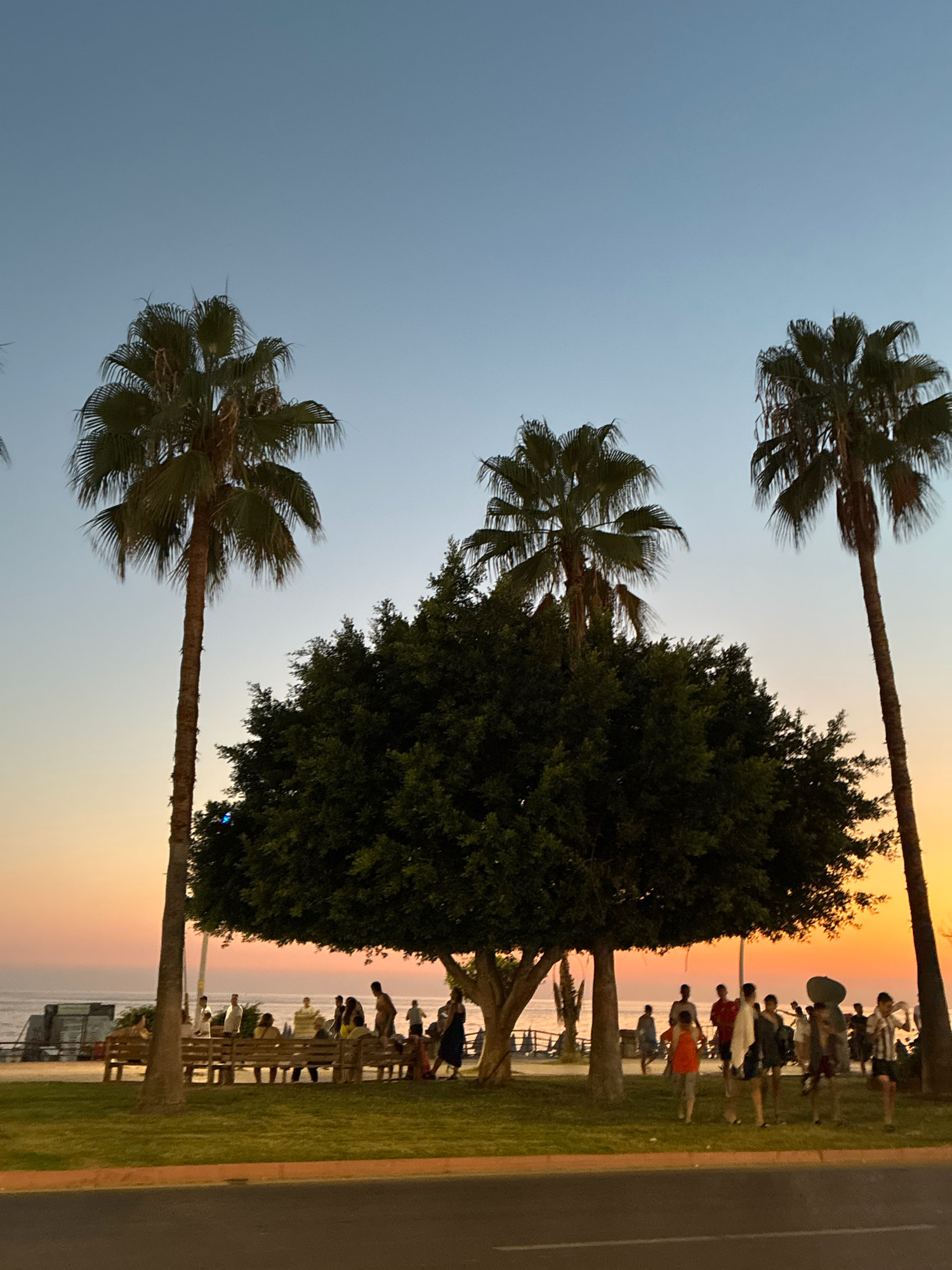 In Alanya, Turkey, a picturesque scene unfolds at dusk along the coast. Three tall palm trees punctuate the horizon, their fronds silhouetted against a gradient sky of clear blue fading into warm orange hues near the sea. In the foreground, a large, dense tree with dark green foliage provides shade to a group of people. These individuals are scattered across a grassy area, some standing, others seated on wooden benches. A paved walkway runs in front of the grassy area, and beyond that, the ocean stretches out, its surface reflecting the soft colors of the sunset. A few parked vehicles and a boat are visible in the distance, adding to the coastal ambiance of the location.