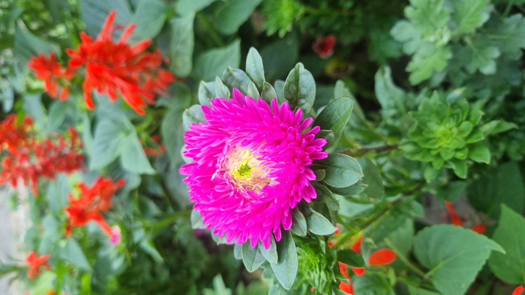 A close-up, high-angle shot showcases a vibrant pink aster flower in full bloom. The aster is the central subject, with its numerous, densely packed petals radiating outwards from a bright yellow-green center. The flower is surrounded by lush green foliage, with some leaves partially obscuring the petals and stem. In the background, out of focus, are clusters of bright red salvia flowers interspersed with more green leaves. The overall impression is of a well-maintained garden or flowerbed. The location is identified as the city of Smila, Ukraine. There are no people or animals visible in the image. The lighting appears to be natural, possibly from an overcast day or shade, as there are no harsh shadows. The focus is sharp on the aster, drawing the viewer's attention to its intricate detail and color.