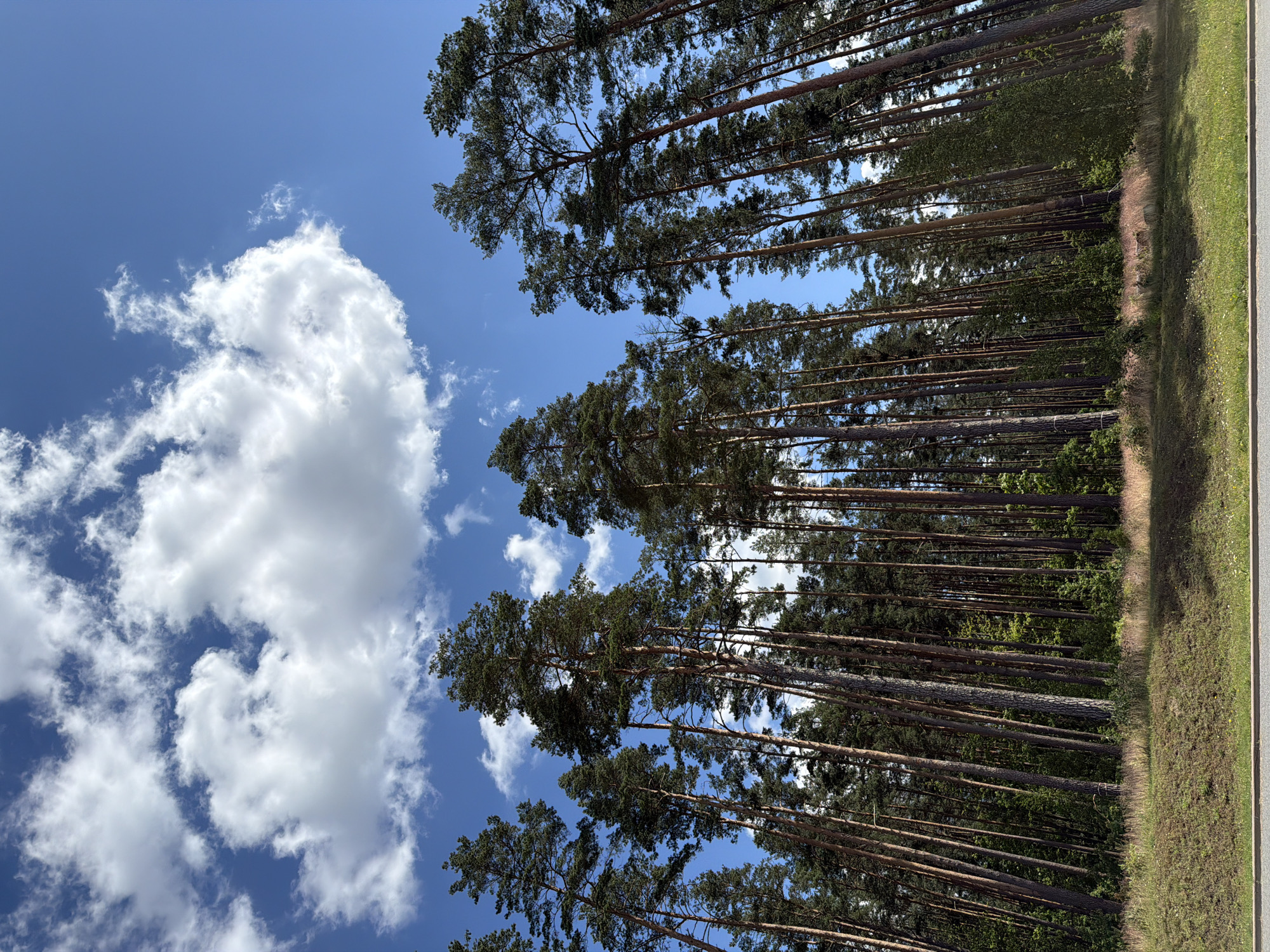 This image depicts a tall forest of pine trees under a bright blue sky with scattered white clouds. The perspective is from ground level, looking upwards into the canopy. The trees are densely packed, with their thin trunks reaching high into the sky, their needles forming a dark green, textured ceiling. A grassy embankment with sparse wildflowers and some pinkish grasses runs along the bottom of the frame, separating the forest from what appears to be a paved surface at the very bottom. The scene suggests a natural, open space, likely on the outskirts of a developed area. The specific location of Ulbroka, Latvia, is noted, implying this forest is situated within or near that Latvian municipality. No people, animals, or specific actions are visible in the frame. The lighting indicates it is daytime, with the sun casting shadows within the forest.