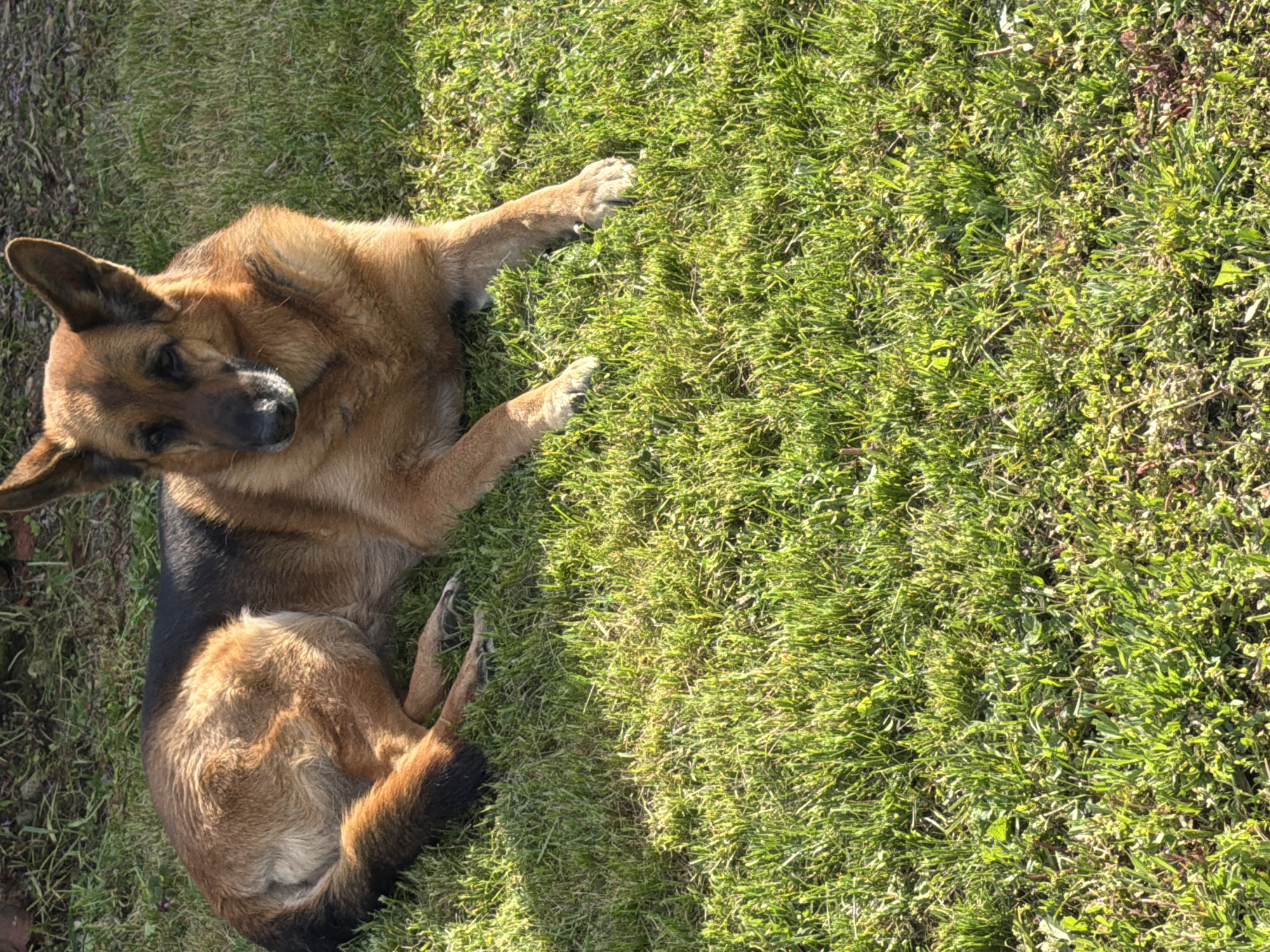 A German Shepherd dog is lying on a patch of green grass. The dog is predominantly brown and tan with some black markings. It is lying on its side with its head turned towards the left. The grass is thick and vibrant green. The location is unknown, and there is no indication of the city of Rupkite, Bulgaria.