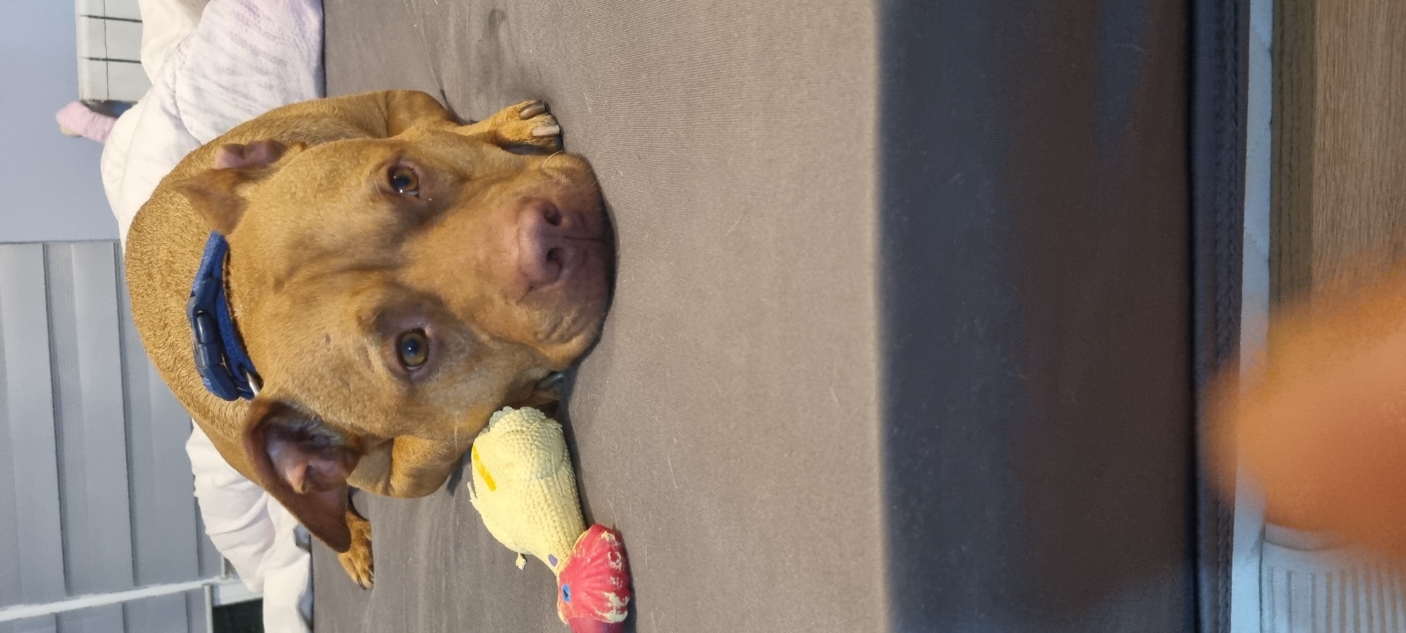 A medium-sized, light brown pit bull-type dog wearing a blue collar rests its head on a gray surface, possibly a sofa or bed, with a yellow rubber chicken toy positioned near its snout. The dog's expression is relaxed and it appears to be gazing directly at the viewer. To the left of the dog, white bedding is visible, and in the background, a vertical white structure with what appears to be louvers or slats suggests a window or blind. A blurred orange blob is at the bottom right, presumably a hand or arm. The location is unspecified, and no city is mentioned.