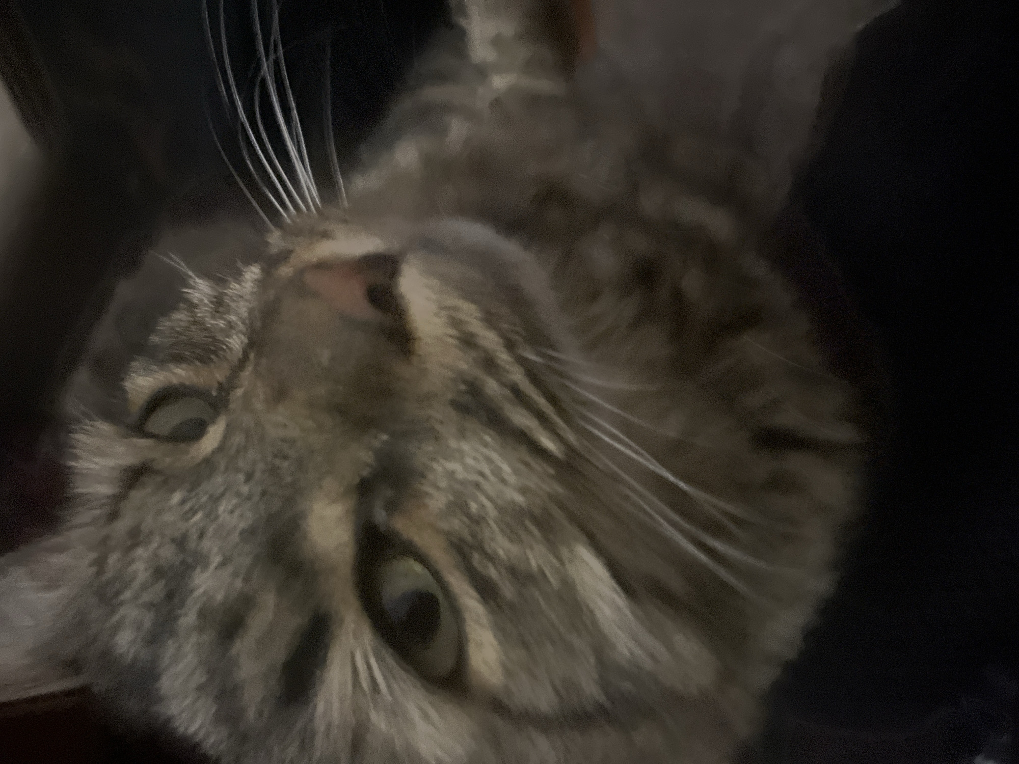 The image is a close-up, slightly blurry photograph of a tabby cat's face. The cat has green eyes and prominent white whiskers. The lighting is dim, and the background is dark and out of focus, obscuring any environmental details. There is no information in the image to suggest the location of Belyye Berega, Russia, or any other specific urban setting. The image focuses solely on the cat's features, with its head tilted slightly upwards.