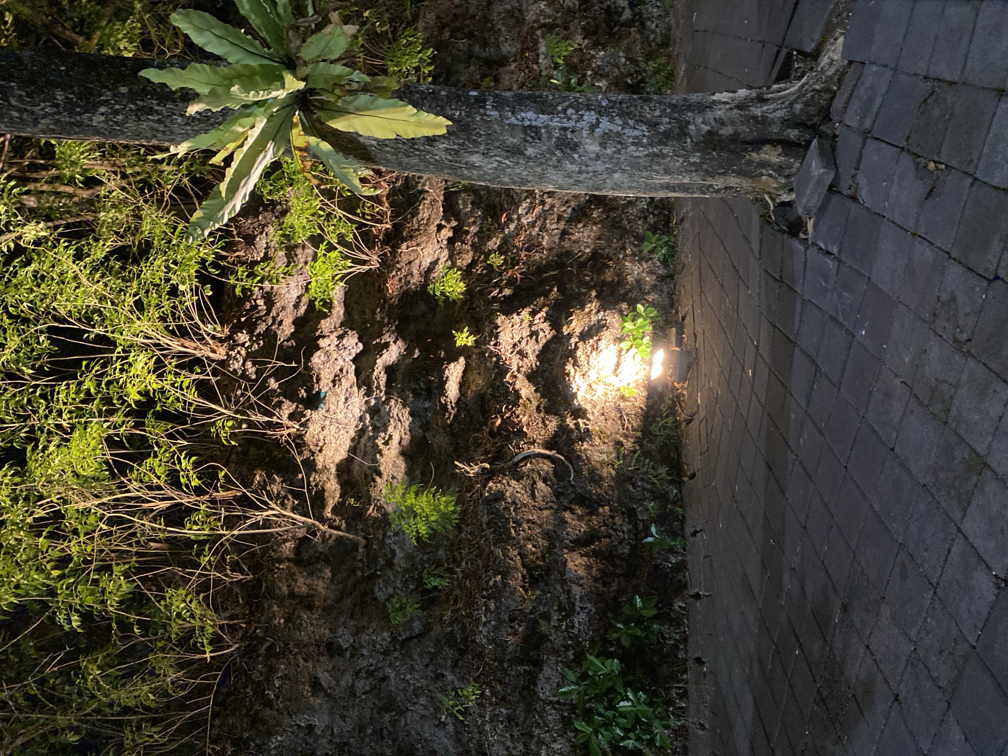 This image depicts an outdoor scene in Kuta Selatan, Indonesia, at night. The foreground features a paved walkway made of dark rectangular bricks, showing some wear and displacement of individual bricks around the base of a tree. To the right, a large tree trunk with rough bark is visible, with a bird's nest fern attached to its side. The tree's roots are partially exposed at the base. Behind the walkway and tree, a rough, textured rock wall rises, overgrown with various plants and foliage. The wall is illuminated by strategically placed spotlights, casting dramatic shadows and highlighting the textures of the rock and vegetation. The lighting creates a moody and atmospheric ambiance, with pockets of bright light and deep shadow. The overall environment suggests a landscaped outdoor area, possibly a garden or pathway in a resort or public space. No people or specific actions are depicted in the image.