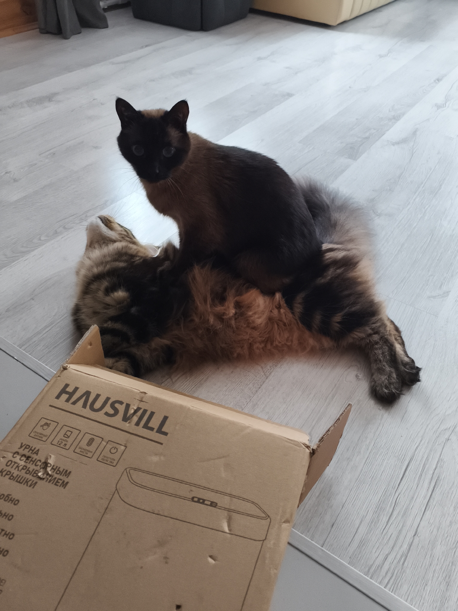 In the city of Russian Vologda, Russia, on a light-colored wooden floor, two cats are engaged in an interaction. One cat, with a Siamese coat pattern, is positioned on top of another long-haired, tabby-patterned cat. In the foreground, a partially opened cardboard box with the brand name "HAUSVILL" is visible. The box displays various icons and text, suggesting it contains a product with features like a sensor, a 12-liter capacity, and a lid. The lighting suggests an indoor environment, possibly a home.