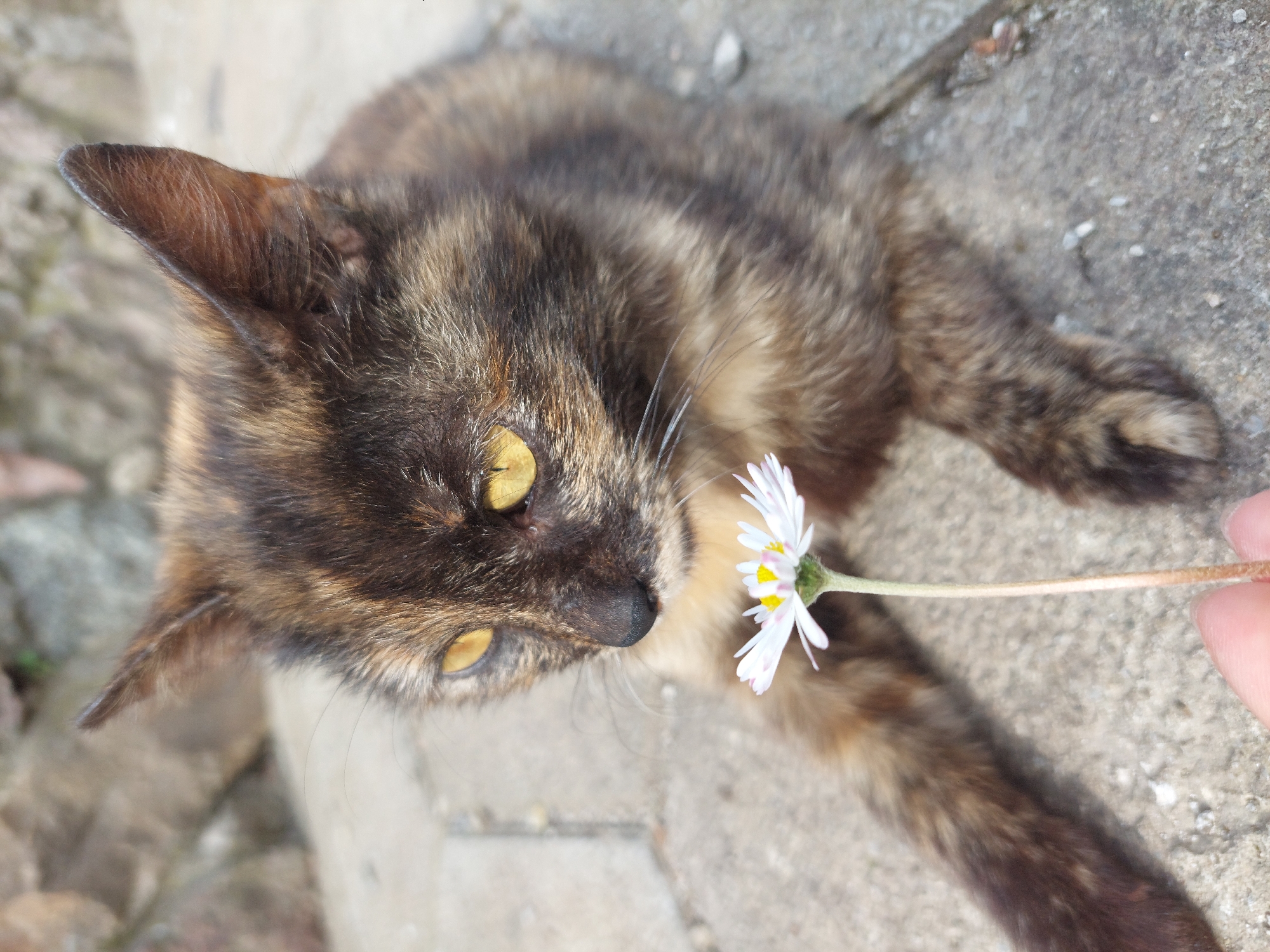A tortoiseshell cat with yellow eyes lies on a concrete surface. A hand holds a daisy flower near the cat's nose, as if offering it to the cat. The location is Unknown, Unknown.