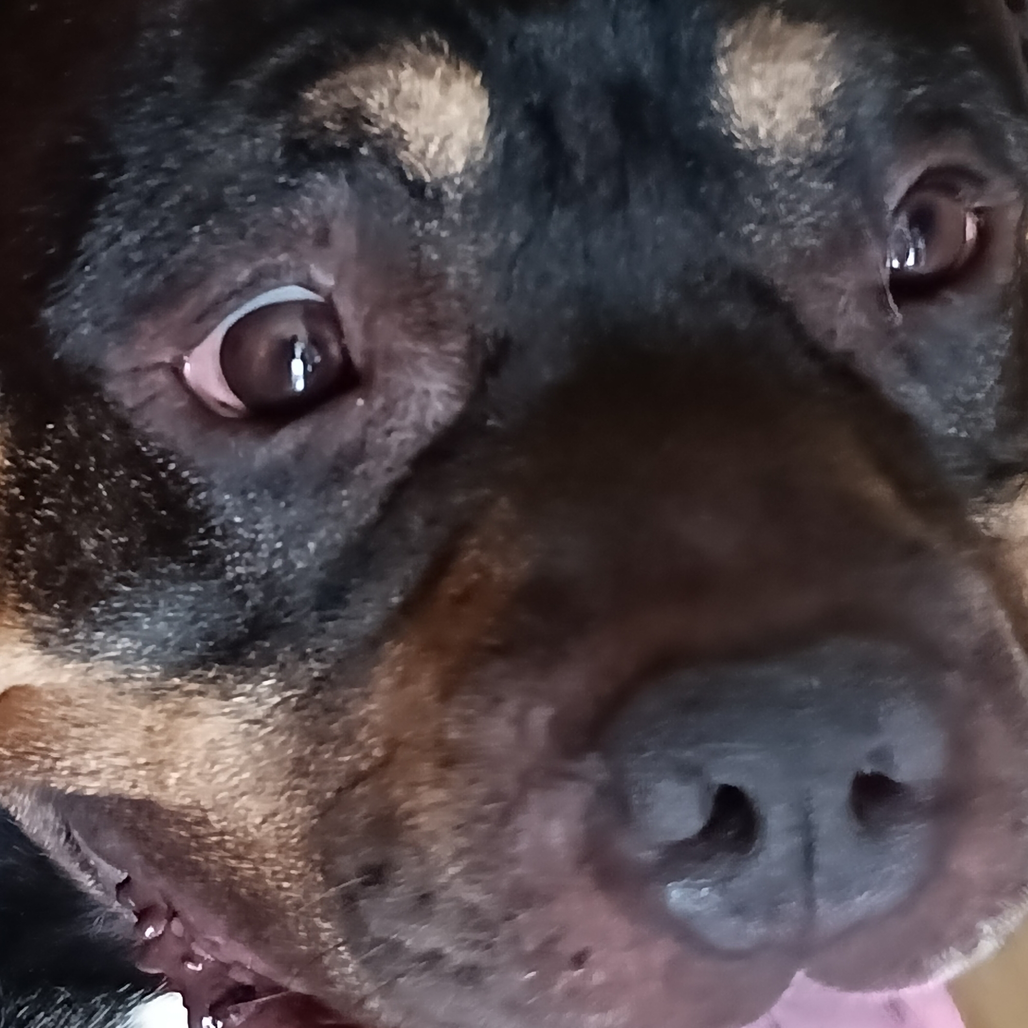 The image is an extreme close-up of a dog's face. The dog appears to be a Rottweiler or a similar breed with black and tan markings. The focus is on the dog's eyes, nose, and mouth area. The eyes are dark brown with a visible reflection. The nose is black and moist. The dog's tongue is visible, appearing to be pink. The fur is coarse and a mix of black and tan. The background is dark and out of focus. There is no discernible environmental detail or indication of location within Cheb, Czechia.