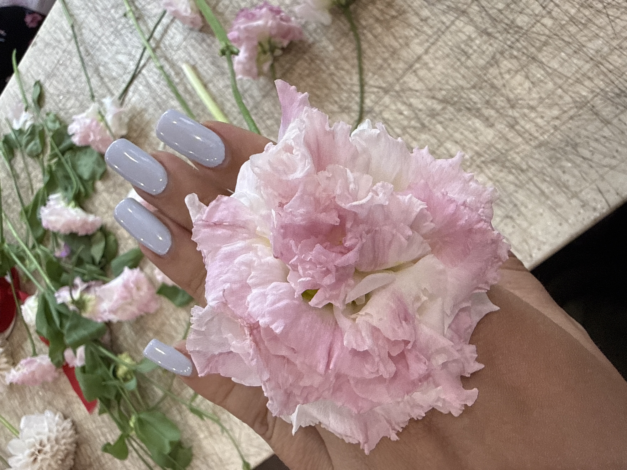 The image shows a close-up of a person's hand holding a pink and white ruffled flower. The hand has light blue-painted fingernails. In the background, there are other flowers and greenery scattered on a textured surface that appears to be a wooden board with visible scratches. The overall impression is a still life arrangement with a focus on the flower and the hand. There is no identifiable information within the image that would allow for its location to be determined in Assinovskaya, Russia, or any other city.