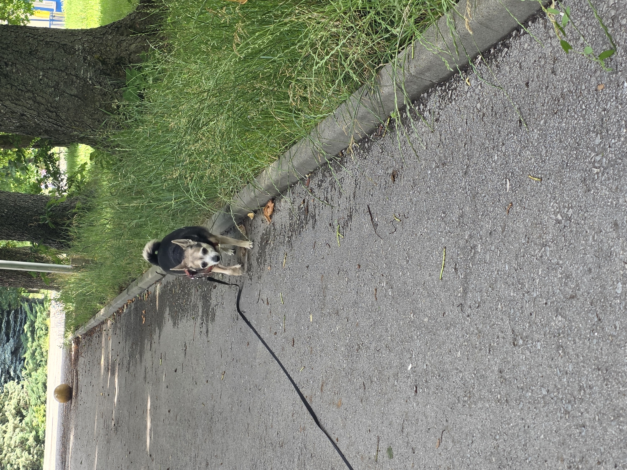 A small dog wearing a red harness and a black leash is walking on an asphalt path next to a grassy area and large trees. The dog is facing the camera and appears to be a chihuahua mix. The path has some fallen leaves and debris on it. In the background, there are more trees and a yellow ball on the path. The scene is likely a park or a residential area in Targovishte, Bulgaria.