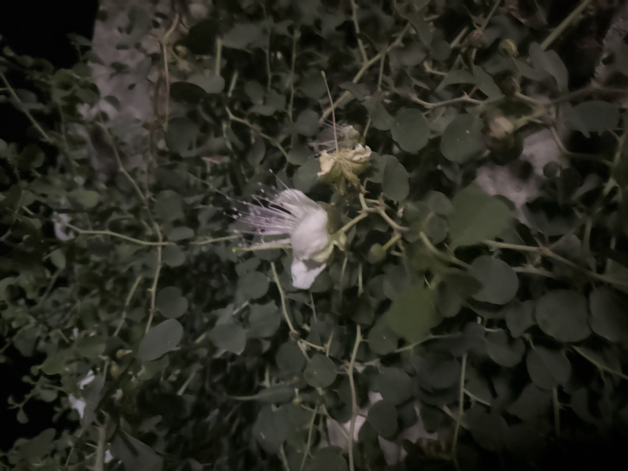 A close-up, low-light photograph taken at night captures a white flower with prominent purple stamens, set against a backdrop of dark green foliage. The flower, likely a caper blossom, is in focus on the left side of the frame, with a wilting bloom or bud visible to its right. The surrounding leaves are small and round, forming a dense mass that obscures the background. The setting appears to be an outdoor environment, possibly a garden or natural vegetation within the Agios Tychona Community in Cyprus. The image is devoid of any human presence or activity.