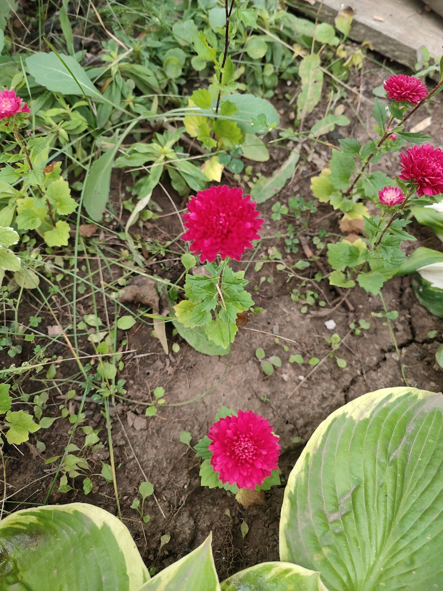 A close-up, eye-level shot captures a cluster of vibrant pink asters blooming amidst foliage and dry, cracked soil. The flowers, ranging from small buds to fully opened blooms, are the primary subjects, their petals a rich magenta. Surrounding the flowers, the environment is a mix of green leaves, some broad and variegated, others smaller and serrated. The ground is composed of loose, brown earth with visible cracks, suggesting dry conditions. In the upper right corner, a weathered wooden plank is visible, hinting at the edge of a garden bed or planter. The scene is set outdoors, in a naturalistic garden environment.