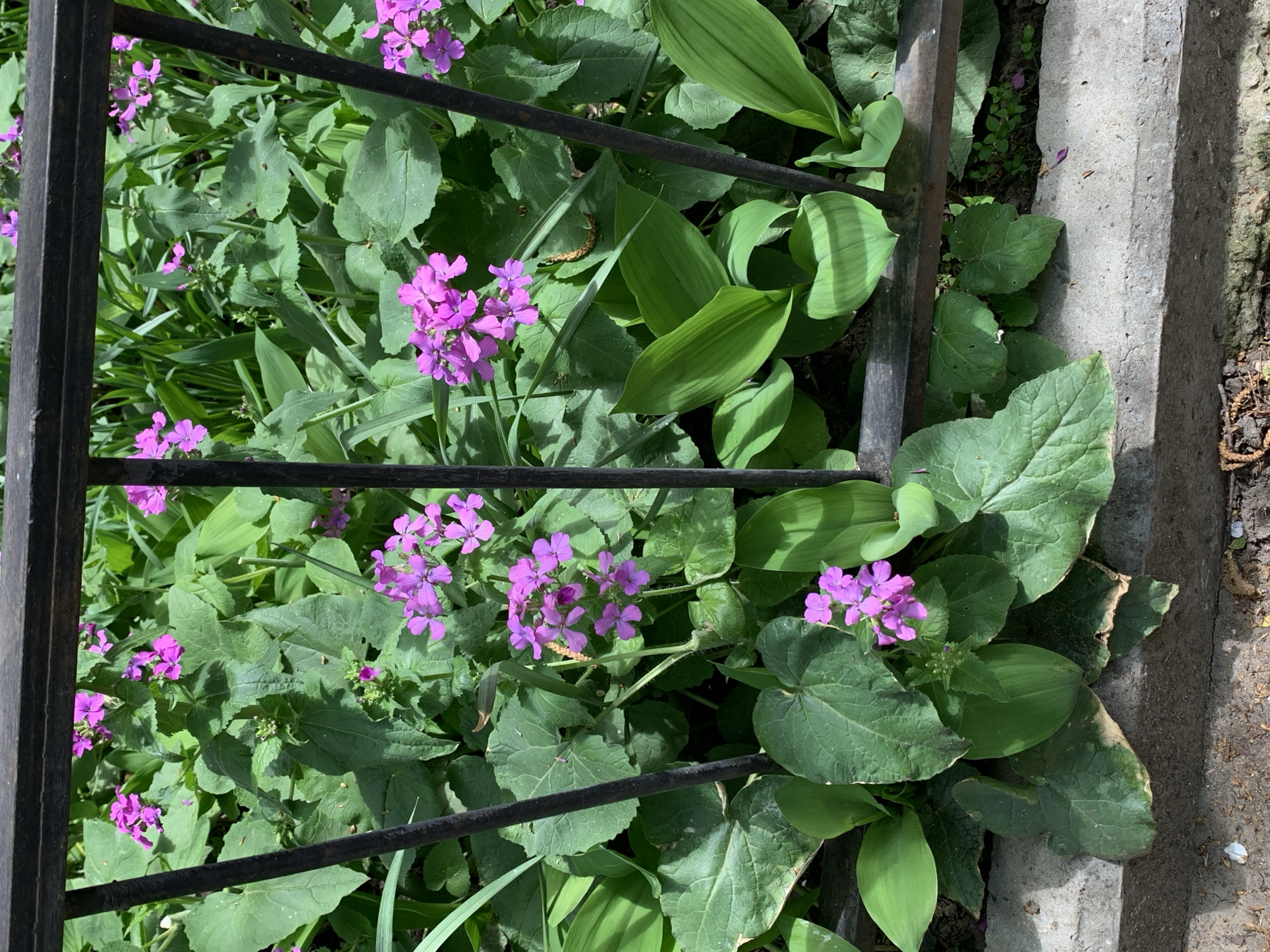 A ground-level shot, taken outdoors in an urban location, shows a small patch of plants growing behind a wrought iron fence next to a concrete curb. The flowers are small, with four lavender petals each, clustered in small bunches. The leaves surrounding the flowers vary in size and shape, some are rounded with scalloped edges, while others are long and oval-shaped with smooth edges. The wrought iron fence is made of dark, thick metal bars that obscure parts of the plants. A gray concrete curb can be seen to the right of the plants, with dirt and debris collecting at its base.
