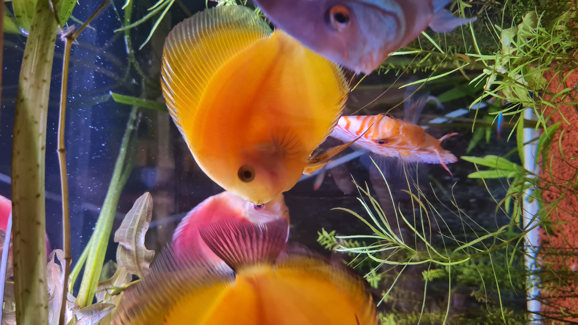 A vibrant close-up depicts an active freshwater aquarium environment, primarily featuring several Discus fish (Symphysodon species) and lush aquatic plants. In the immediate foreground, a striking orange and yellow Discus fish is prominently featured, angled slightly downwards and facing the viewer, its dark eye clearly visible. Below it, a partial view of a reddish-pink Discus shows its broad dorsal and caudal fins. Another Discus, possibly with a purplish hue, is visible in the upper right, seen from above, with its distinct eye and mouth region in focus. Further into the background, to the right of the central orange Discus, an orange and white striped fish, likely another Discus, swims among the dense plant life. A small, iridescent blue and red fish, resembling a Neon Tetra, can be faintly observed nestled within the greenery on the far right.
The aquarium is well-planted with various species. Tall, light green stem plants ascend on the left side of the frame, while the right side and background are filled with bushy, fine-leaved green plants. A translucent, lighter-colored leaf is also visible in the lower left background. Small air bubbles are scattered throughout the water, indicating aeration, set against a dark background. The substrate in the lower right corner is a reddish-brown granular material. The scene is brightly lit by what appears to be artificial aquarium lighting, accentuating the rich colors of the fish and plants. The image captures the dynamic and colorful activity of fish swimming within their habitat. No text is visible in the media file.