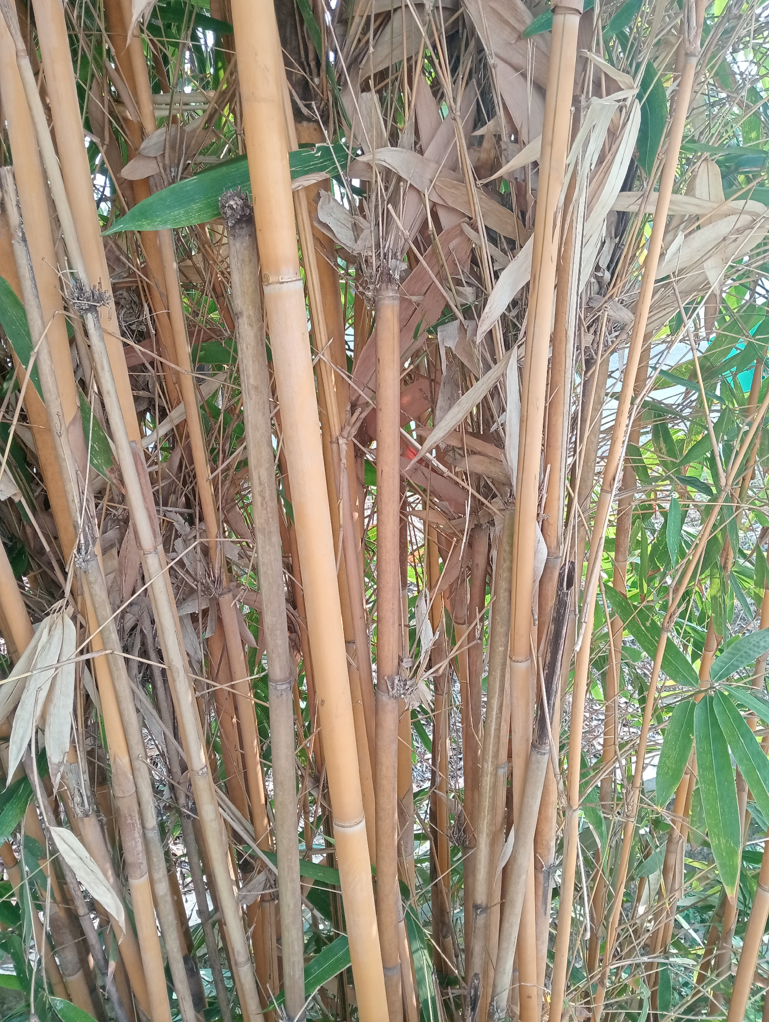 A close-up, full-frame shot captures a dense cluster of bamboo stalks, predominantly in shades of tan and orange, with some appearing dried and lighter in color. The stalks are of varying thicknesses and are tightly packed together, creating a wall-like effect. Interspersed amongst the bamboo are dried, brittle leaves, and some sparse green leaves are visible, particularly on the right side of the frame, suggesting new growth or neighboring vegetation. The background is out of focus, showing more greenery and hinting at an outdoor environment. No people are present in the image. The overall impression is one of a natural, overgrown bamboo grove. The location is specified as Sidoharjo, Indonesia.