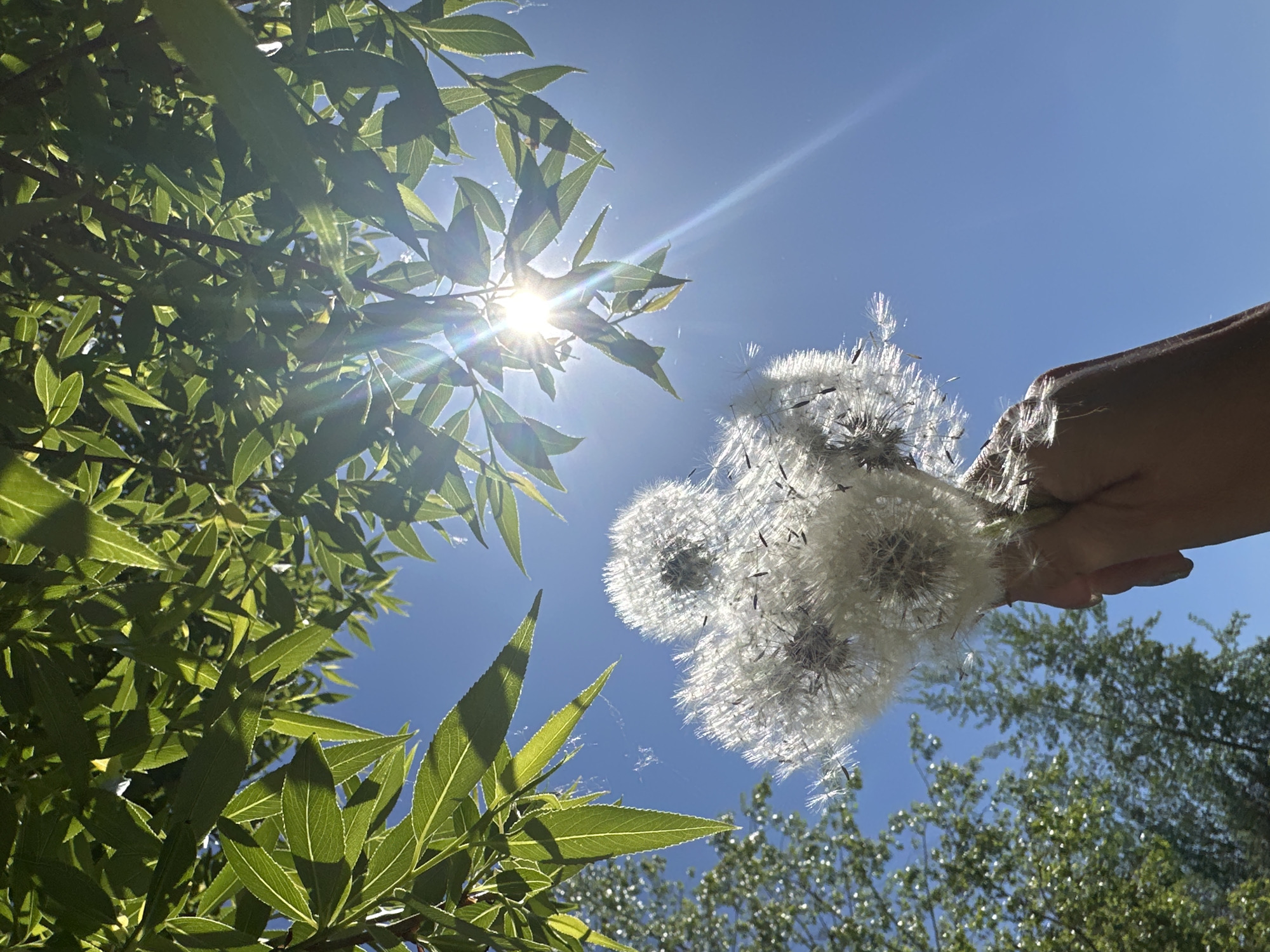A low-angle, outdoor shot depicts a clear blue sky with the sun shining through the leaves of a tree on the left side of the frame. A hand holds a bouquet of dandelions to the right of the tree, also against the sky. The leaves are green and appear to be from a willow tree. Some dandelion seeds are visible and some appear to be floating. The location may be Chaikovsky, Russia.