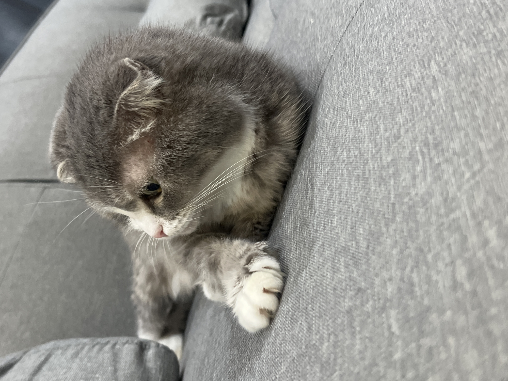 A grey and white Scottish Fold cat is lying on a grey couch in a room. The cat is facing to the left of the frame, with its body curled. Its front paws are extended forward, with one paw showing its white toes and claws. The cat has folded ears and white whiskers. The background is mostly out of focus, with the grey couch being the dominant element. There are no people or any indication of the city of Choeng Thale, Thailand in the image.