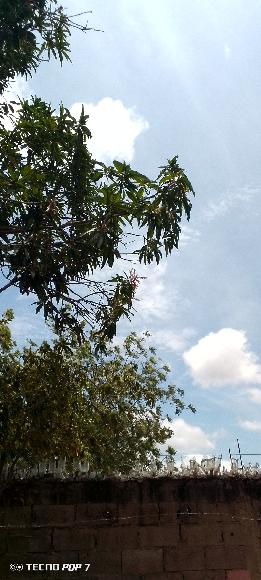 The image shows a view from below of trees against a blue sky with scattered white clouds. Part of a brick wall topped with broken glass bottles, presumably for security, is visible at the bottom of the frame. The camera phone used is identified as a TECNO POP 7. There is no confirmation the picture was taken in Altagracia, Venezuela.