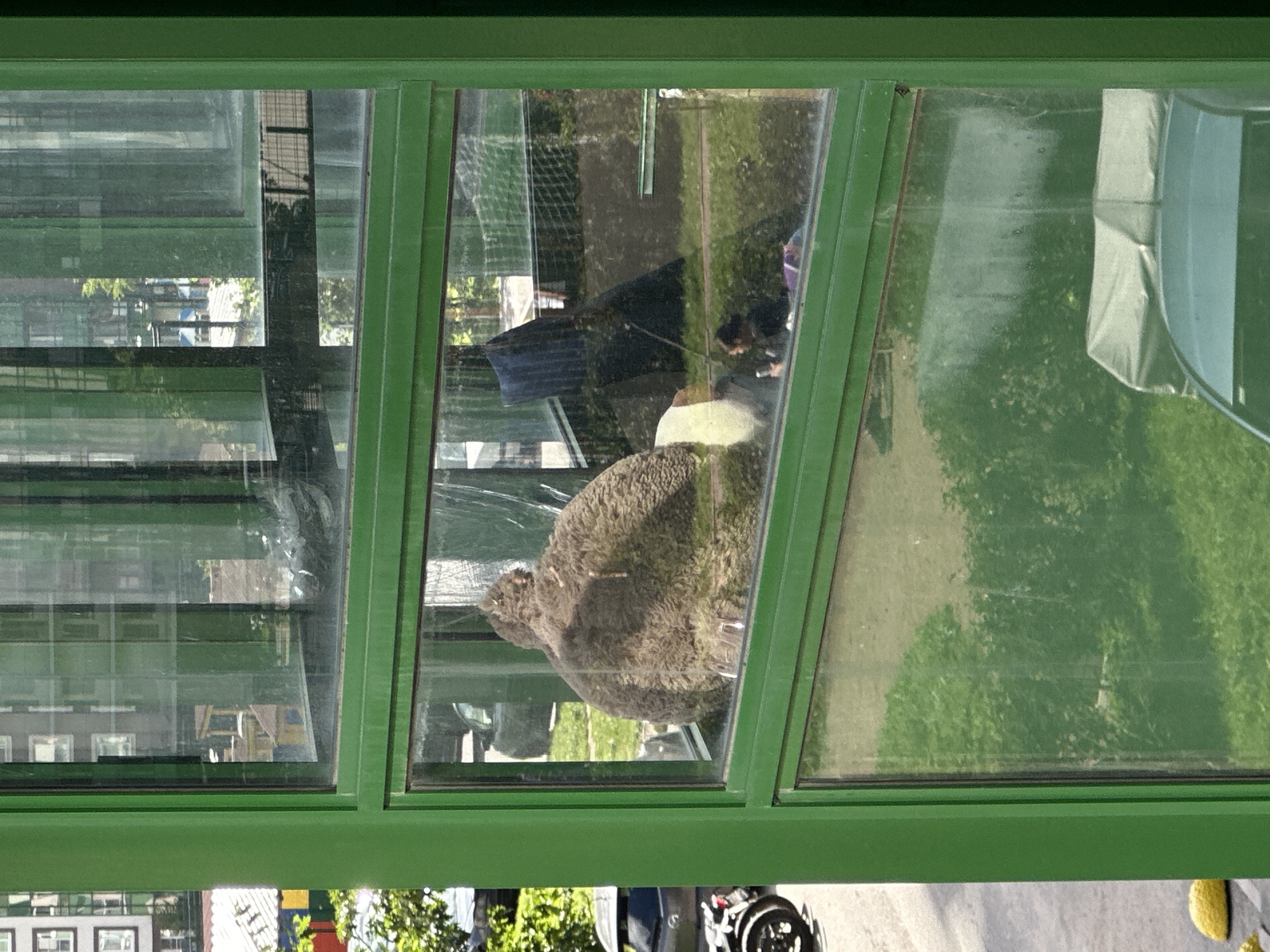 A medium shot captures the exterior of a building in Murino, Russia, through a green-framed window with multiple panes. Reflections on the glass obscure the interior, but a large, rounded, brown, furry object, possibly a beanbag chair or a large stuffed animal, is visible in the central pane. To the right of this object, a person is partially visible, seated and holding a smartphone. The background shows a grassy area with some trees and what appears to be netting. Outside the window, a street is visible with parked cars and a motorcycle. The lower pane of the window reflects green foliage.