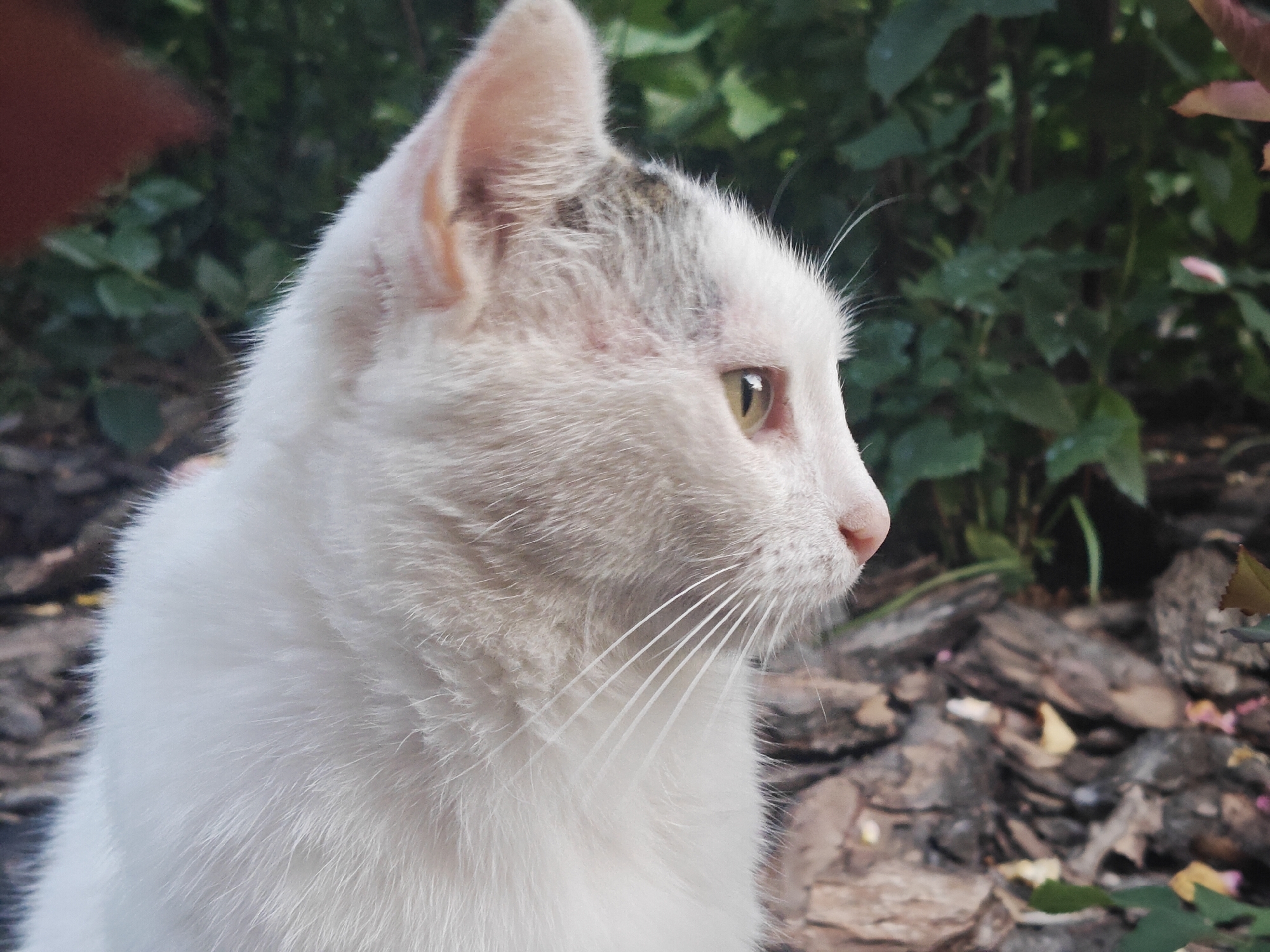 A white cat with grey markings on its head is captured in a close-up profile shot. The cat has light green eyes and a pink nose. Its white fur is long and appears soft, with prominent whiskers. The background consists of blurred green foliage and textured brown ground, possibly mulch or bark, suggesting an outdoor setting. A hint of a reddish-brown object, possibly a person's hand, is visible in the upper left corner. The lighting suggests it is daytime. The image is taken in a natural, possibly garden or park environment, located in Подстёпки, Russia. The cat appears alert and is looking to the right of the frame. There is no visible text in the image.