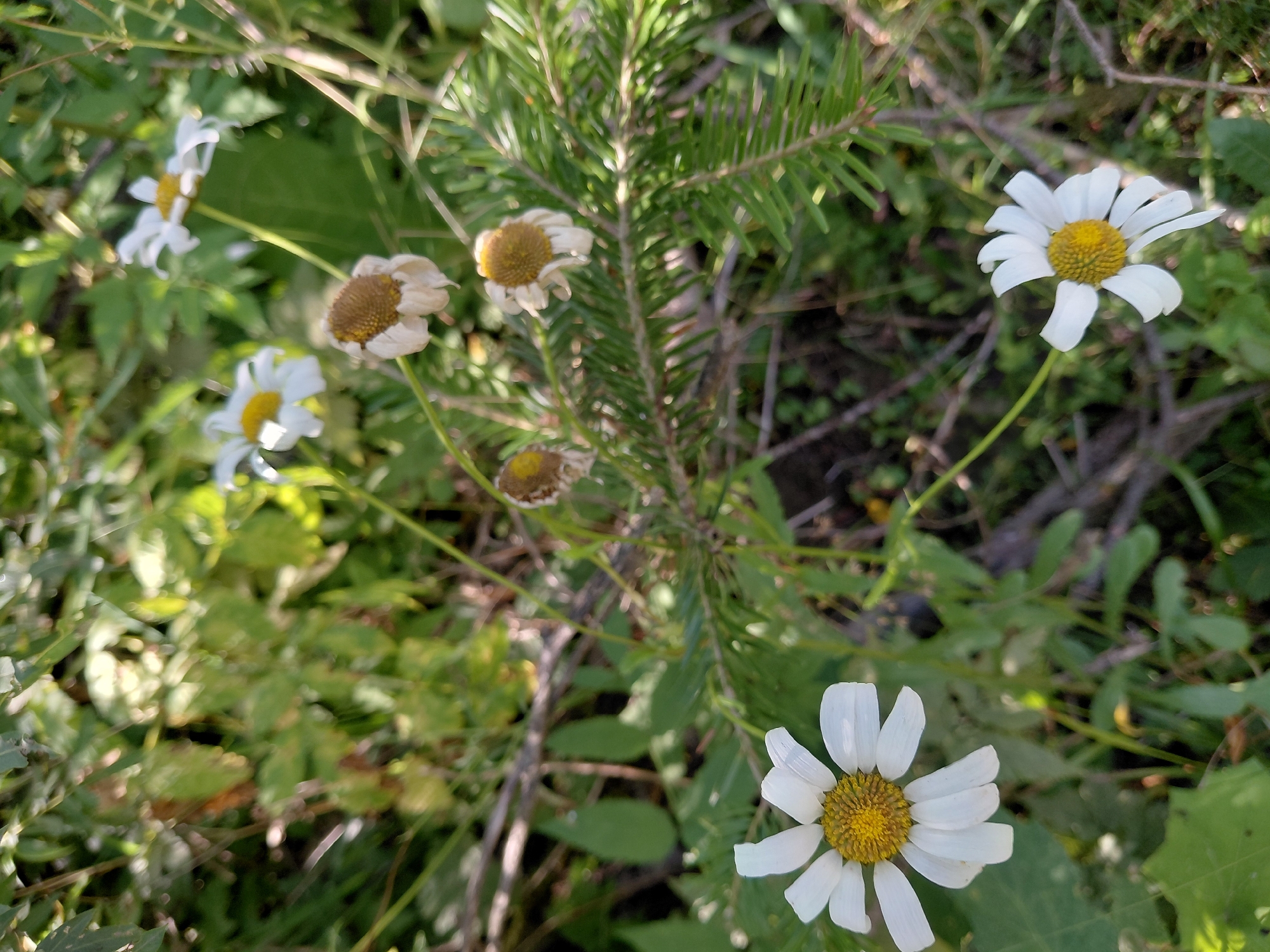 The image shows a close-up view of several daisies in a natural, outdoor setting. The flowers are white with yellow centers, and some of them are wilting. The background is filled with green foliage, including leaves and pine needles, and there are some dry branches visible. The lighting suggests it is daytime, with sunlight dappling through the leaves. The location is described as Chernyk, Ukraine, though no specific urban features are visible in this naturalistic scene.
