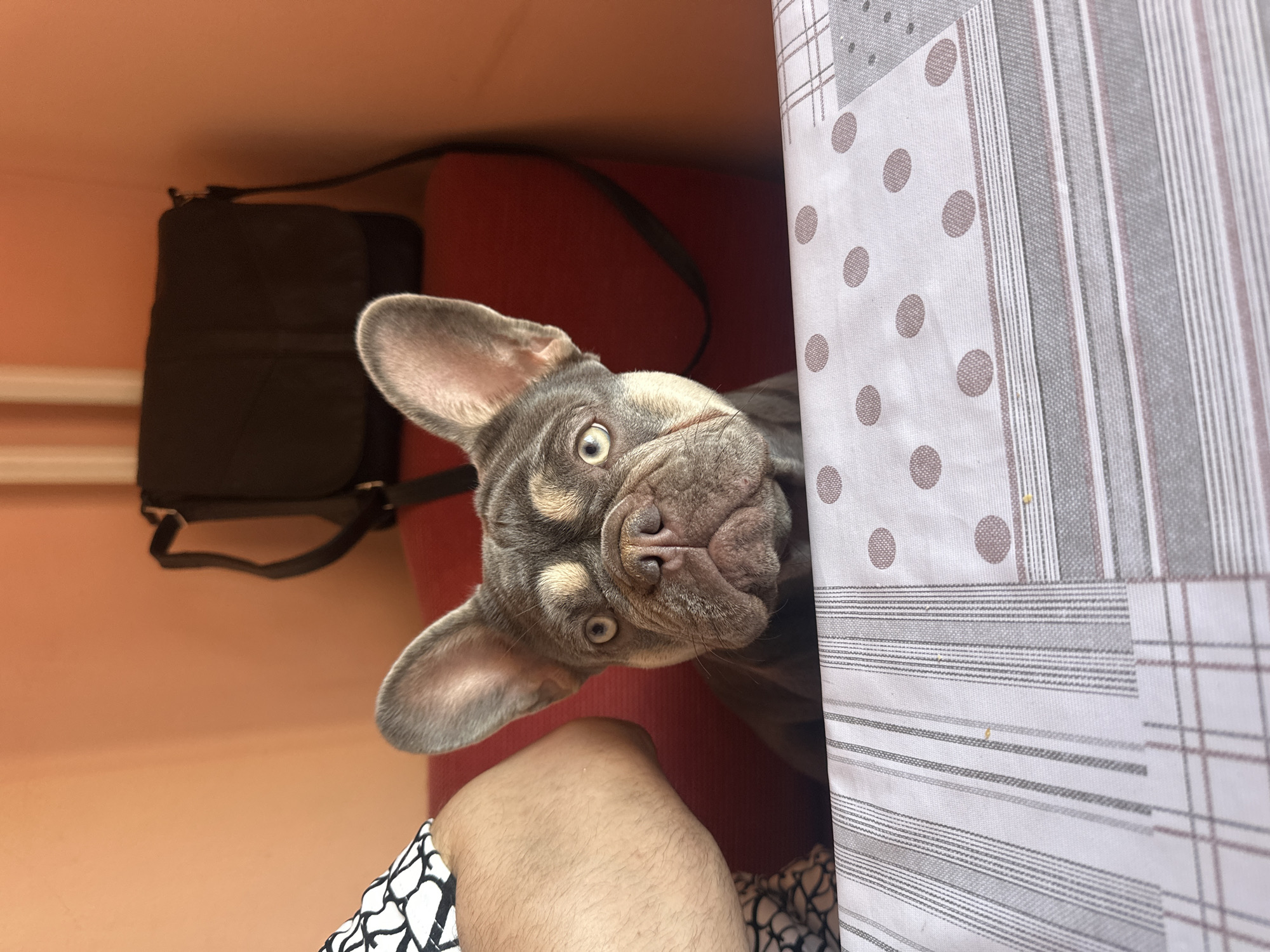 A French bulldog with gray and tan fur is sitting next to a person under a table. The dog's head is tilted to the side, and its eyes are open wide, looking directly at the camera. The person's leg is visible on the lower left corner of the image, and the fabric of their pants has a white and black pattern. The table is covered with a patterned white and gray tablecloth that has stripes, squares, and polka dots. A black purse is hanging from a red chair or cushion in the background. The scene is indoors, with a peach-colored wall.