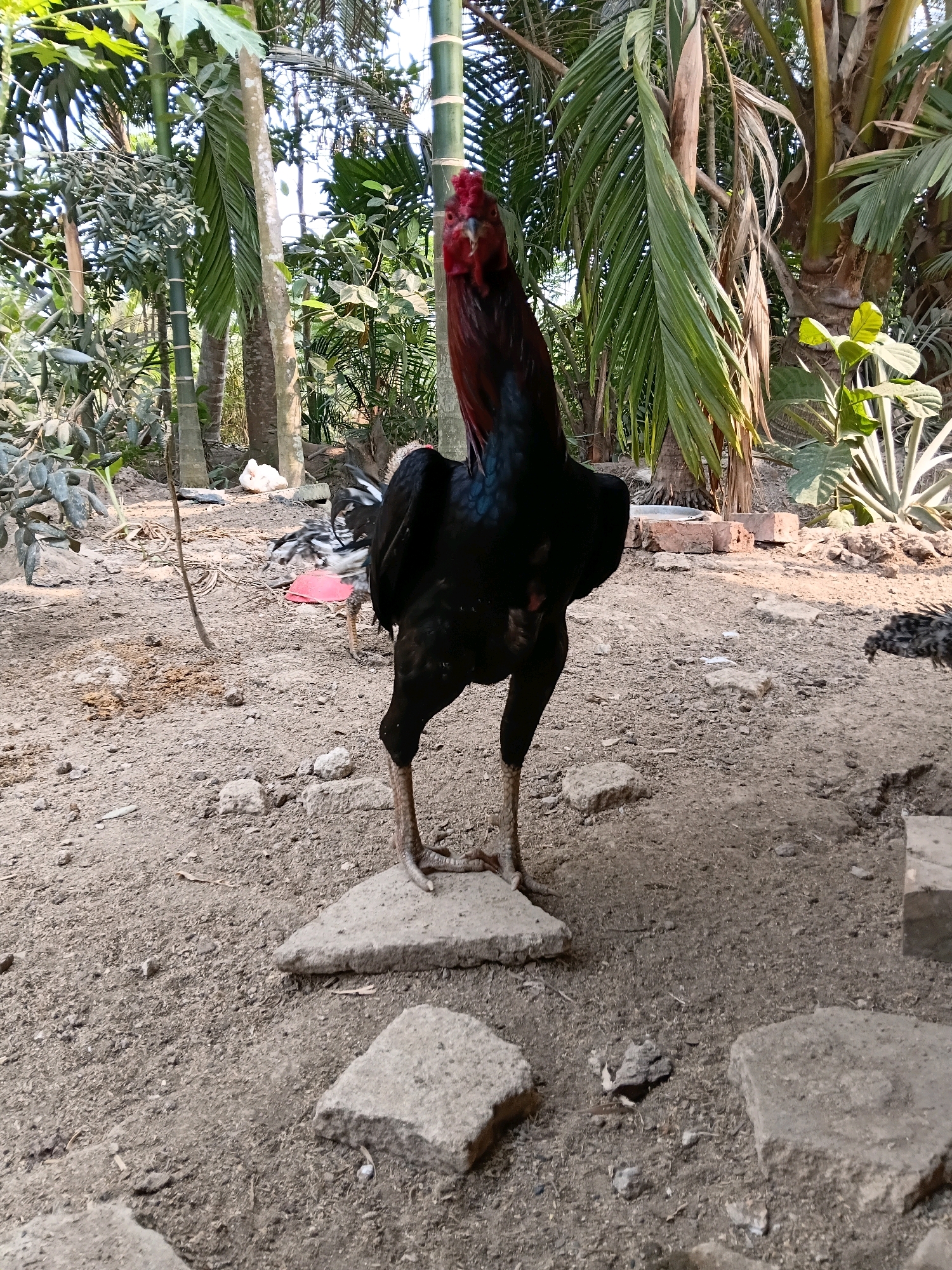 In Margo Rukun, Indonesia, a large, black rooster stands proudly on a flat stone in a dry, dusty, outdoor area. The rooster has a bright red comb and wattles and is facing the camera. Its body is predominantly black with iridescent green and blue plumage visible on its neck and back. Its legs are thin and yellow, with prominent spurs. The ground is covered with dirt, small stones, and bits of debris.
Behind the rooster, the environment is lush and green. Several tall palm trees and bamboo stalks dominate the background, their leaves creating a dense canopy. Smaller plants and foliage are scattered throughout the scene. Sunlight filters through the trees, casting dappled shadows on the ground. In the distance, other chickens can be seen, including a white chicken lying down and a few smaller, darker chicks. There are also scattered bricks and a pink feeding trough, indicating a rural or semi-rural setting. The overall impression is one of a domestic fowl in its natural habitat.