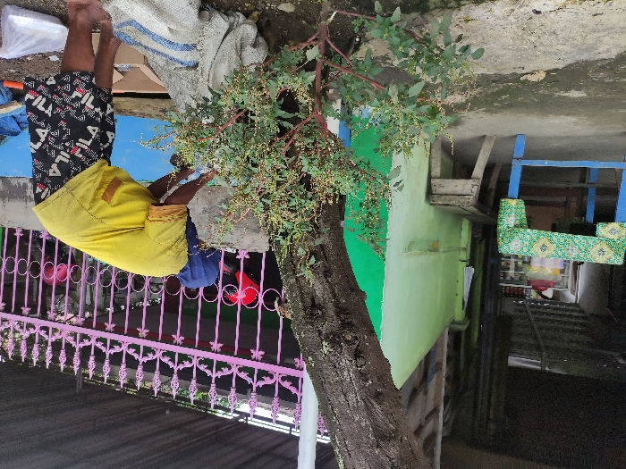 This brightly lit, outdoor scene, originally rotated counter-clockwise, depicts a person engaged in an activity near a large tree. In the center, a person, viewed from behind, wears a yellow t-shirt and black and white shorts with the "FILA" logo. They are bent over, appearing to be sorting, handling, or collecting items from a white sack or the ground around it. Their hands are low towards the ground.
A prominent tree with a thick, dark trunk and leafy branches bearing small, light-colored berries or flowers stands to the right of the person. Behind the person, a decorative pink metal fence stretches across the mid-ground. Beyond the fence, a building with a light green painted wall is visible. Further back and to the right, a blue wooden structure, possibly a table or frame, and a seat or box covered in a green and white patterned fabric are present.
The ground where the person is working appears to be dirt or gravel, with some cardboard boxes and white plastic bags nearby. A glimpse of another person in a blue shirt is visible behind the main subject, near the fence. The foreground features a darker, paved or concrete surface. The clear, bright lighting indicates it is daytime, likely a sunny day in Kepanjen, Indonesia.