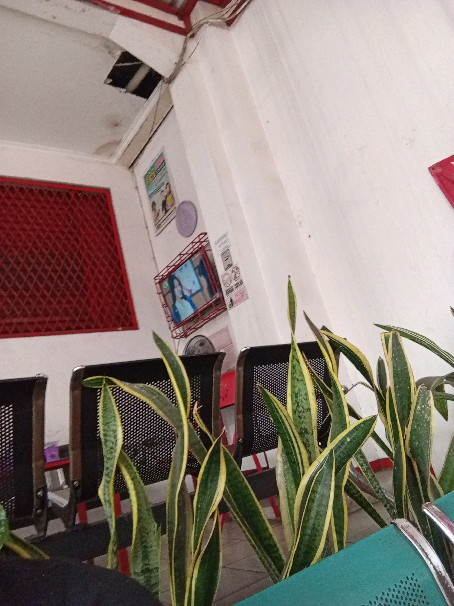 The image depicts an indoor waiting area, possibly a clinic or office, with a slightly tilted perspective. The walls are painted white and appear somewhat worn. In the upper left corner, a section of the ceiling is damaged, revealing dark material and wiring. To the left, a large red-framed square grid covers a portion of the wall.
On the wall, several posters are visible, including one with images of people and text, and another displaying a small television screen showing a woman. A purple circular object is mounted on the wall to the right of the posters.
In the foreground, several snake plants with variegated green and yellow leaves are positioned. They are placed in front of black chairs with red frames and perforated seating. A turquoise bench with a perforated surface is also visible in the lower right corner. The lighting appears to be artificial, and the overall atmosphere suggests a functional, perhaps somewhat dated, public space. The image does not provide any specific visual cues that would allow for identification of the location within Bandung City, Indonesia.