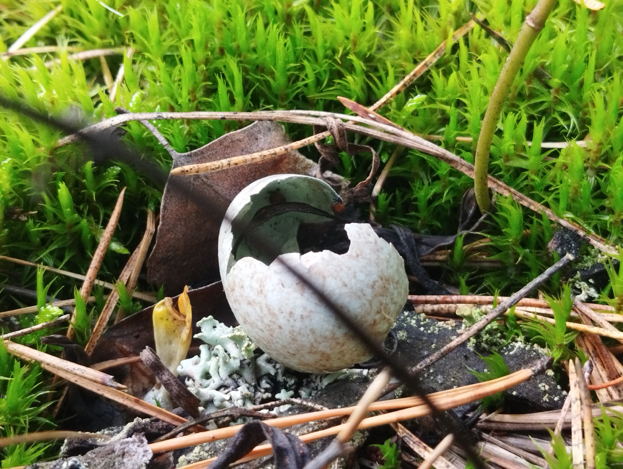 The image shows a close-up view of a broken bird's egg nestled among moss and dried plant matter on the ground. The eggshell is speckled and has a jagged opening. Surrounding the egg are strands of green moss, brown pine needles, a dried leaf, and a small, pale yellow plant sprout. A piece of light green lichen is also visible near the egg. The scene appears to be in a natural, outdoor environment, likely a forest floor. There are no people or animals depicted in the image. The lighting suggests it might be overcast or shaded. The location in Грабаўскі сельскі Савет, Belarus, indicates a rural or forested area within that region.
