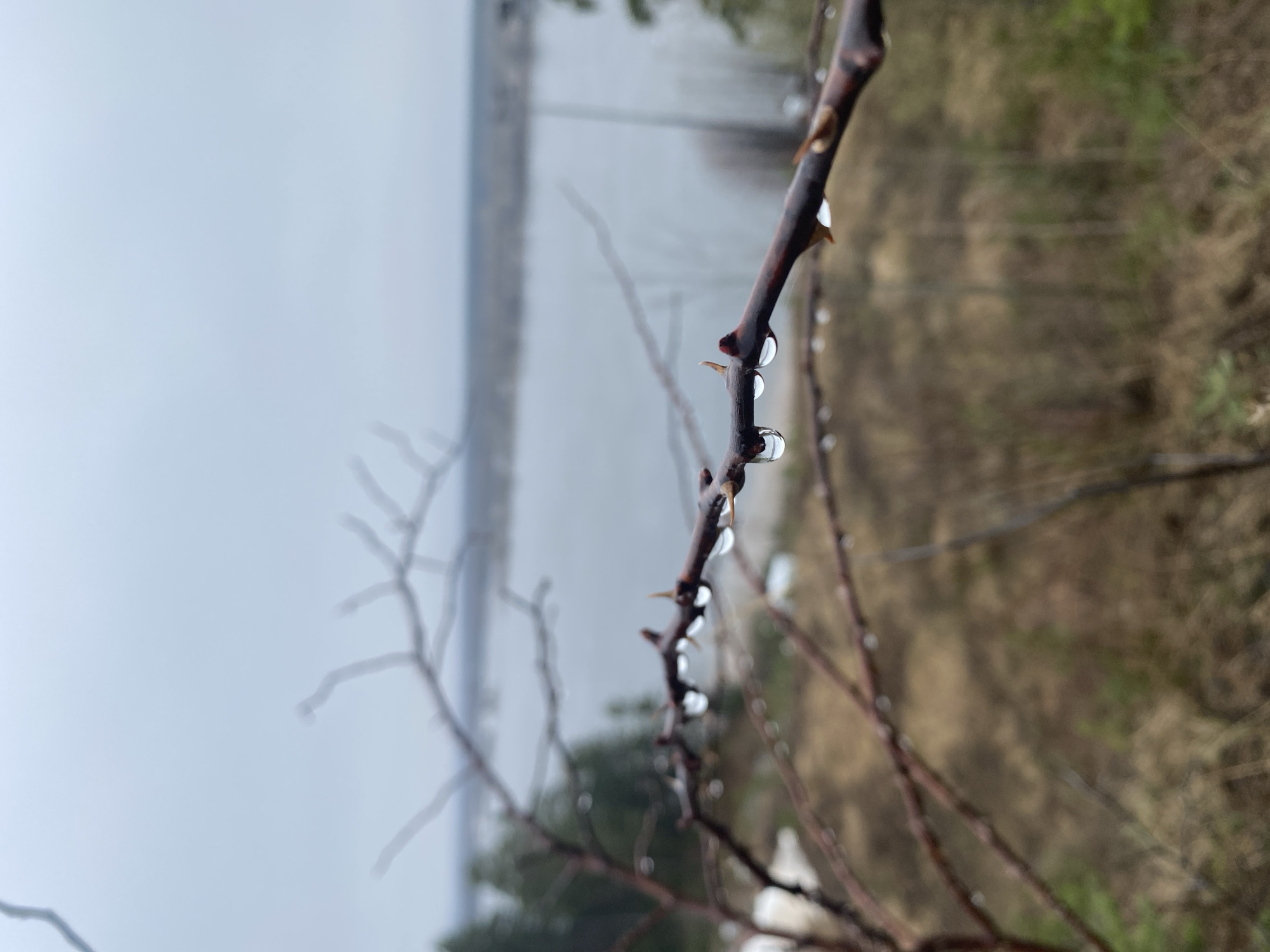 A close-up, oblique-angle shot depicts a slender, thorny branch adorned with droplets of water or condensation. The branch appears brown and slightly darker, exhibiting a rough texture. The thorns are small and sharp, spaced unevenly along the branch. The droplets cling to the branch and thorns, reflecting light.
The background is blurred but suggests a landscape: a body of water is visible on the left, obscured by mist or fog, with the opposite shore faintly discernible. The right side of the background shows vegetation, possibly a field or forest, also blurred and indistinct.
The location is indicated as Прикамский, Russia. This detail provides geographical context but does not further elaborate on the scene itself. There are no people visible in the image. The primary subject is the branch and its relationship with the water droplets, creating a natural, somewhat isolated scene.