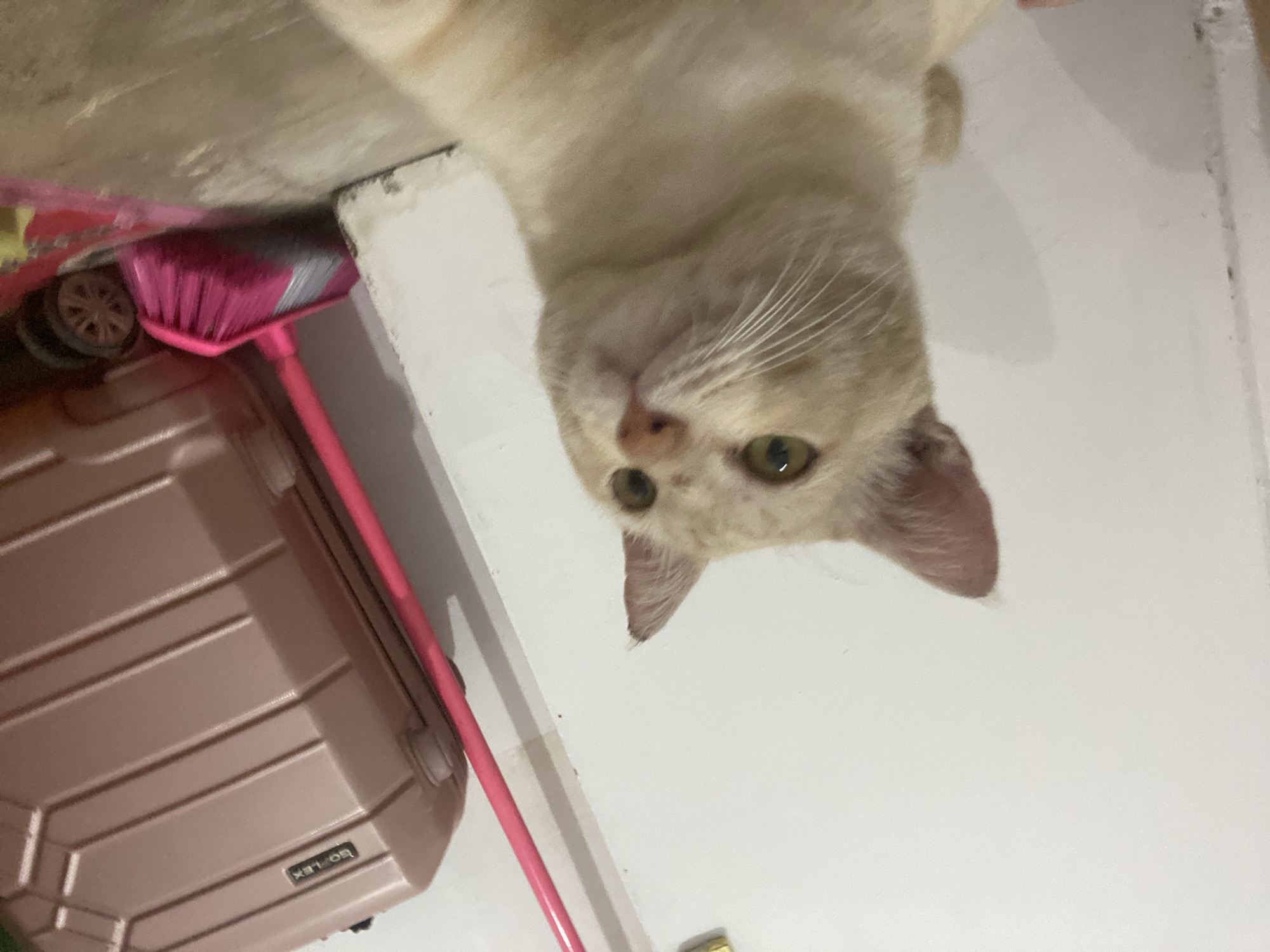 A cream-colored cat with orange tabby markings is the primary subject of this close-up, indoor photograph. The cat is positioned in the foreground, looking upwards and slightly to the right, with its ears perked. Its eyes are a vibrant green, and it has prominent white whiskers. The background features a white wall and a light-colored floor. To the right, a pink suitcase with a textured surface and a "GOFLEX" logo is visible, along with a pink broom with a silver and grey brush head, and a black wheel attached to the suitcase. The scene appears to be indoors, possibly in a home or storage area, with no specific landmarks indicating a location in Banjarbaru, Indonesia. The lighting is somewhat dim, creating soft shadows.