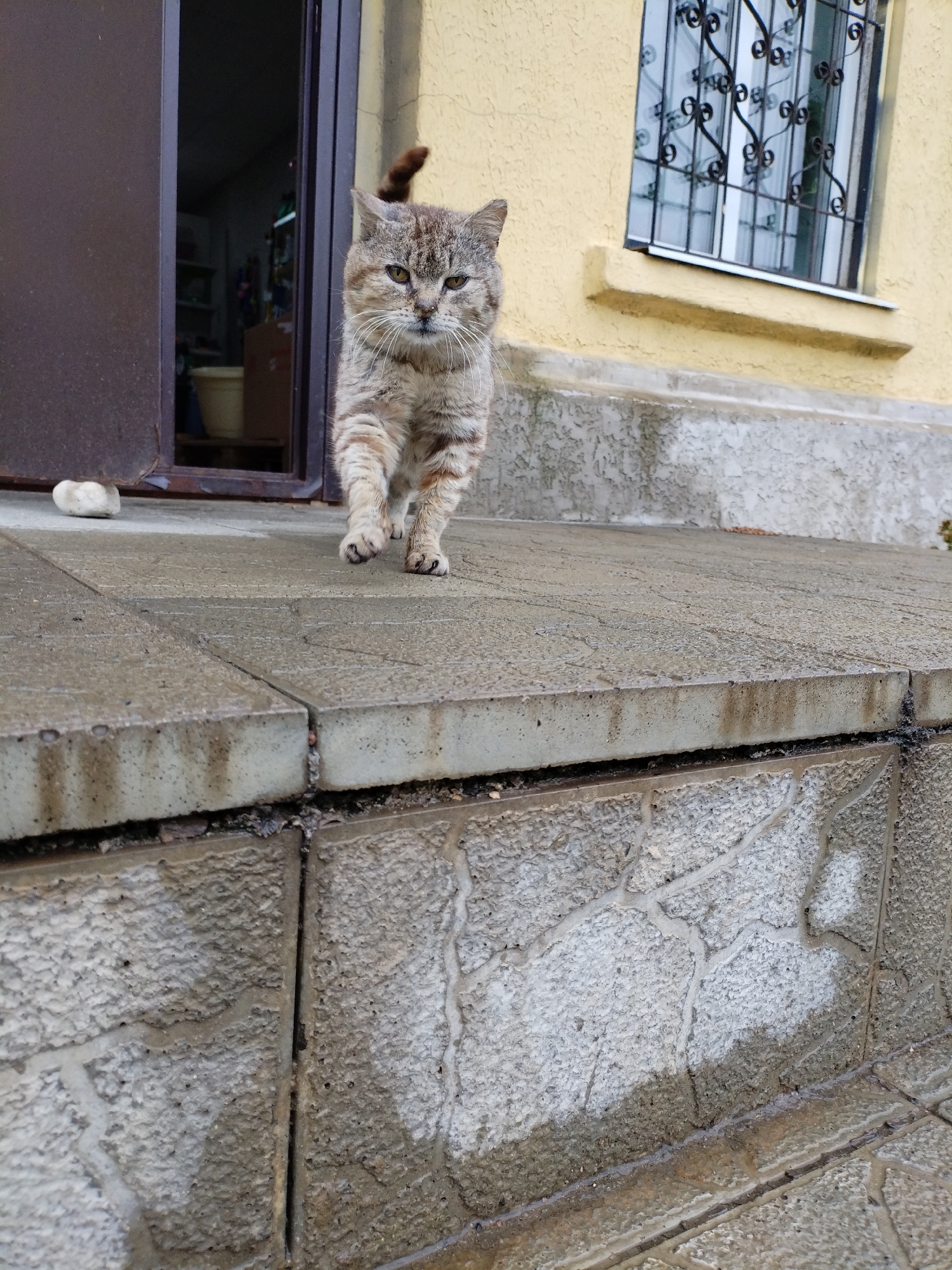 An adult, short-haired, mixed-breed cat with tabby markings and a light brown tail walks towards the camera on a stone walkway. The cat's fur is a mix of brown, gray, and white. Its gaze is directed forward with a slightly downward tilt to its head. The cat is positioned centrally in the frame. Behind the cat, an open doorway reveals a dimly lit interior with shelves and objects. To the right of the doorway, a yellow building wall features a window with decorative black bars and a concrete sill. The walkway is made of light gray concrete slabs, some of which appear wet and stained. The overall environment suggests an outdoor setting, possibly a residential or building entrance area in Bialynichy, Belarus.