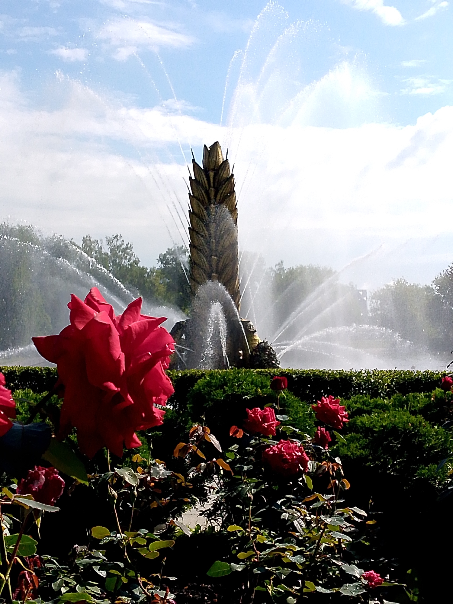 The image depicts a vibrant red rose in the foreground, with a large fountain in the background. The fountain, a prominent golden structure resembling a stylized ear of wheat, shoots water high into the air, creating a misty effect against the blue sky. The fountain is located in the "Friendship of Peoples" fountain in VDNKh Park, Moscow, Russia. Surrounding the fountain is lush green landscaping, with manicured hedges and more roses visible in the foreground and middle ground. The scene is set on a sunny day, with clouds dotting the sky. No people are visible in the image.