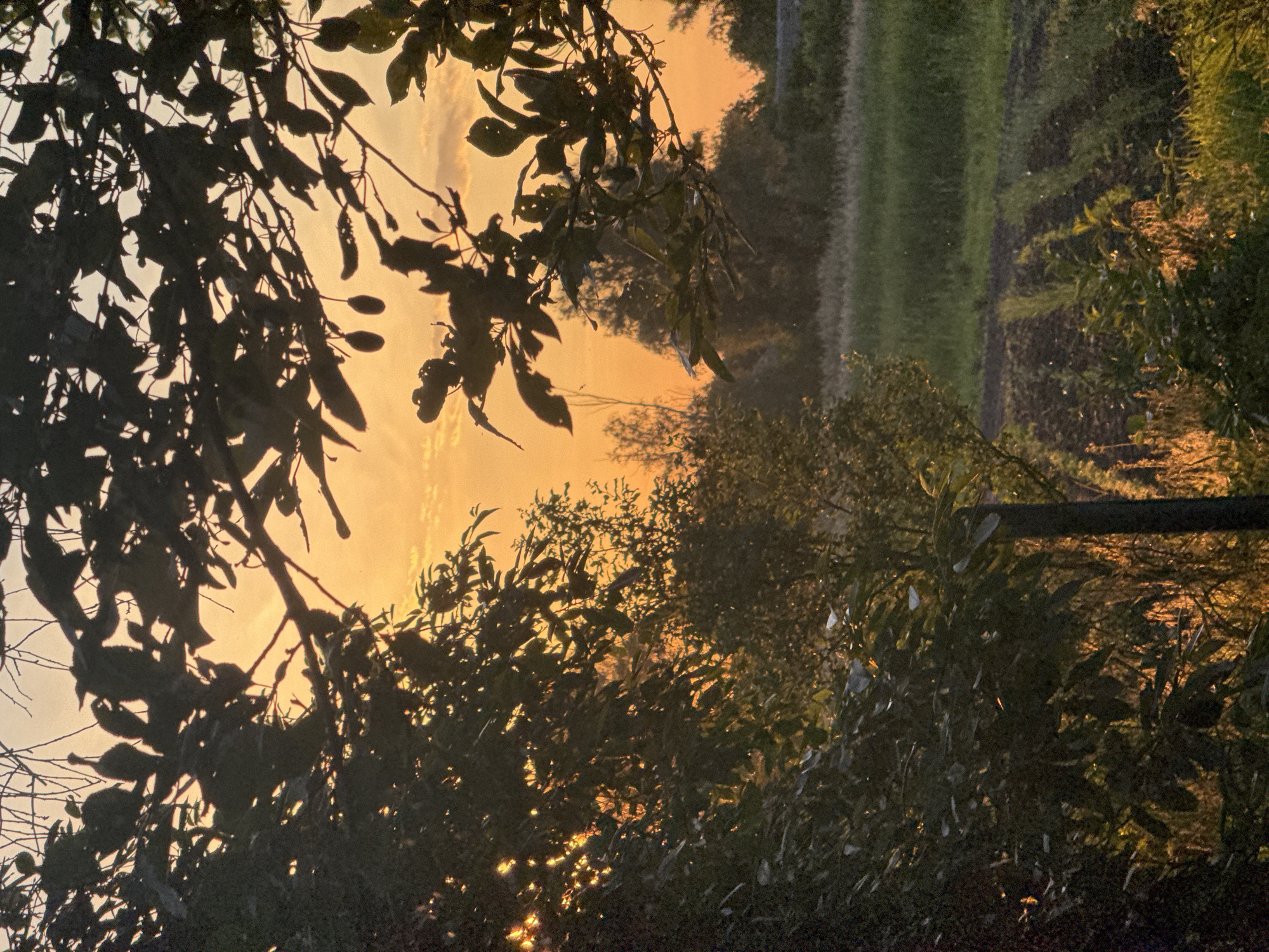 This image depicts a rural or semi-rural landscape at either sunrise or sunset within the city of Ohuivka, Ukraine. The scene is dominated by a warm, orange-yellow sky occupying the upper half, with faint cloud formations visible. The foreground and much of the midground are characterized by dense, dark silhouettes of tree branches and foliage, indicating significant backlighting from a low sun situated to the left. Light penetrates through gaps in the leaves, creating bright flares and glints, particularly on the left side of the frame. Some leaves exhibit visible damage or irregular shapes. Small, oval-shaped fruits or nuts are discernible hanging from a branch in the upper right quadrant.
In the midground, further vegetation and trees are visible, also partially silhouetted but catching golden light on their upper portions. The lower right portion of the image reveals an area of cultivated land, distinguished by dark soil arranged in discernible rows with nascent green plants. Adjacent to this, a section of lighter green, uncultivated grassy land extends. Patches of vegetation and grass in the lower mid-ground are illuminated by the warm, golden light of the low sun, creating highlights. Numerous small, bright specks, consistent with dust motes or small insects, are visible in the air, especially over the grassy and cultivated areas. A dark, vertical post or stake is partially visible in the lower-mid foreground, emerging from the vegetation. No human figures or large animals are present.