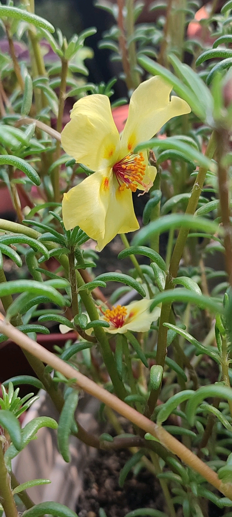 The image is a close-up, slightly angled shot of a moss rose (Portulaca grandiflora) plant. The plant has fleshy, succulent green leaves and several open yellow flowers with reddish-orange centers. One prominent flower is in the upper portion of the frame, with its petals partially unfurled. Another smaller flower is visible lower in the frame, also in bloom. The background is out of focus, showing a blurred mix of darker green foliage and hints of brown earth. The lighting appears to be natural daylight, creating soft shadows and highlighting the texture of the petals and leaves. There are no people or animals present, and the image captures a static botanical subject. The scene is indoors or outdoors, but given the plant's nature and the lighting, it is likely a garden or a well-lit indoor space. There is no information within the image to indicate its location in Belaya Kalitva, Russia.