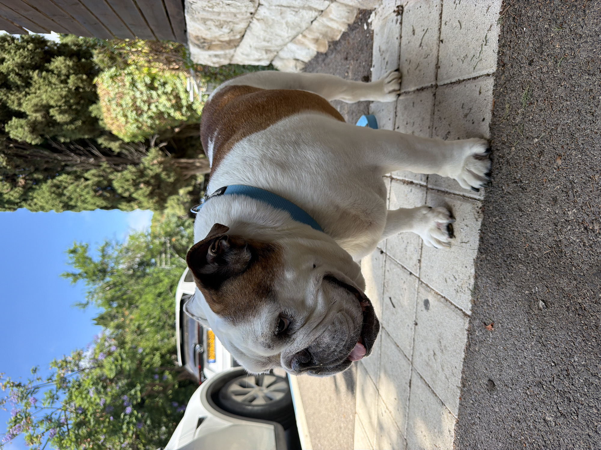In Haifa, Israel, an English Bulldog with white and brown markings stands on a paved walkway. The dog wears a blue collar and is panting with its tongue visible. Behind the dog, a white car is parked, and lush green trees and purple flowers bloom under a clear blue sky. To the right of the dog, a wooden structure and a stone wall form part of the environment. The foreground shows a darker asphalt surface.