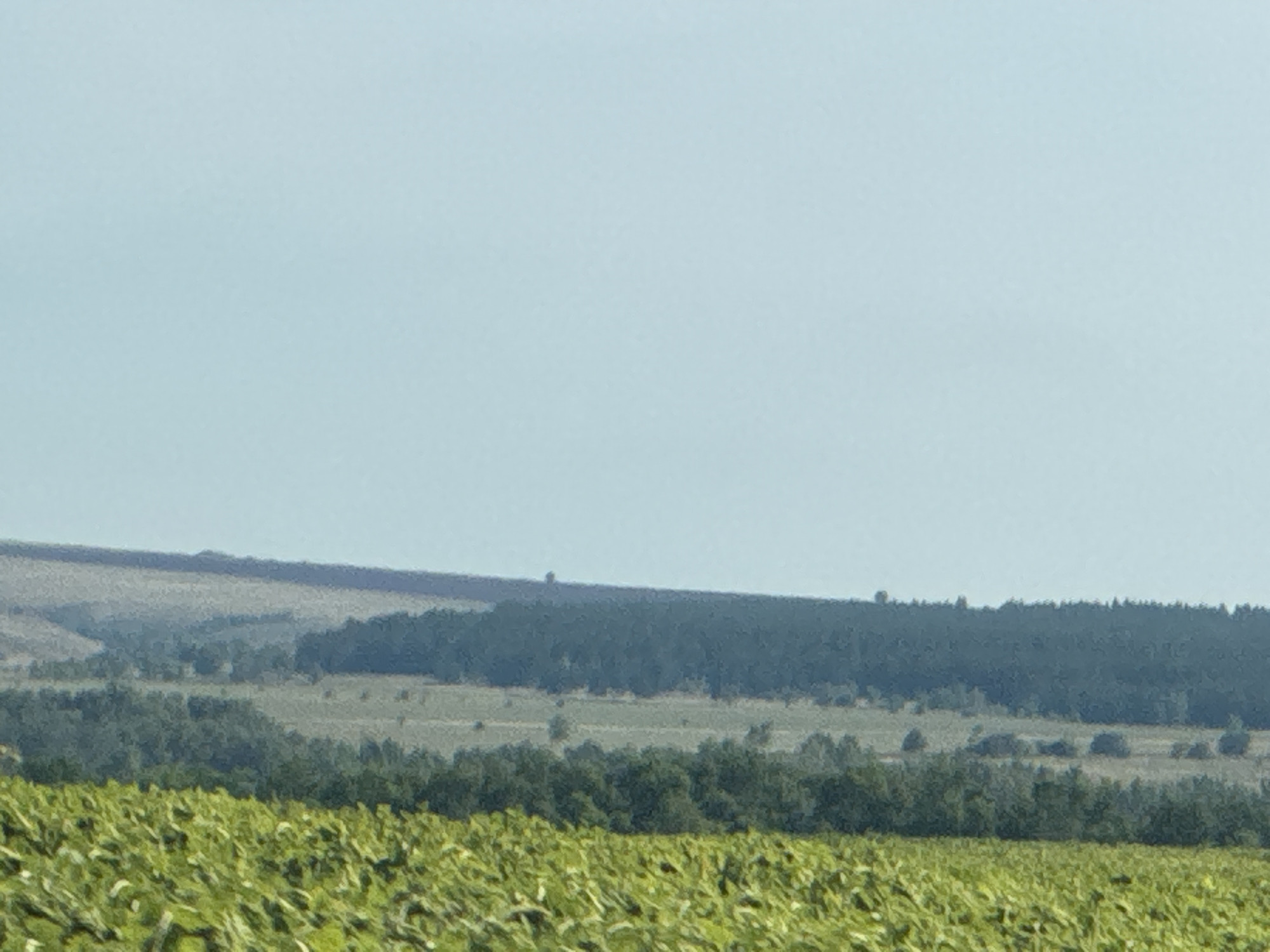 The image depicts a panoramic view of a rural landscape. In the foreground, a field of green crops, possibly sunflowers, stretches across the bottom of the frame. Behind this field, a dense forest forms a dark green band across the middle ground. Further in the distance, rolling hills are visible, with a lighter green and brown hue, suggesting fields or grasslands. The sky is a clear, pale blue, taking up the upper portion of the image. The scene is tranquil and appears to be set in an open, natural environment. There are no people or specific man-made structures clearly identifiable in the image, beyond what could be distant agricultural features within the fields and a few scattered trees in the distance. The location of Burdygino, Russia, is a village in the Ryazan Oblast.