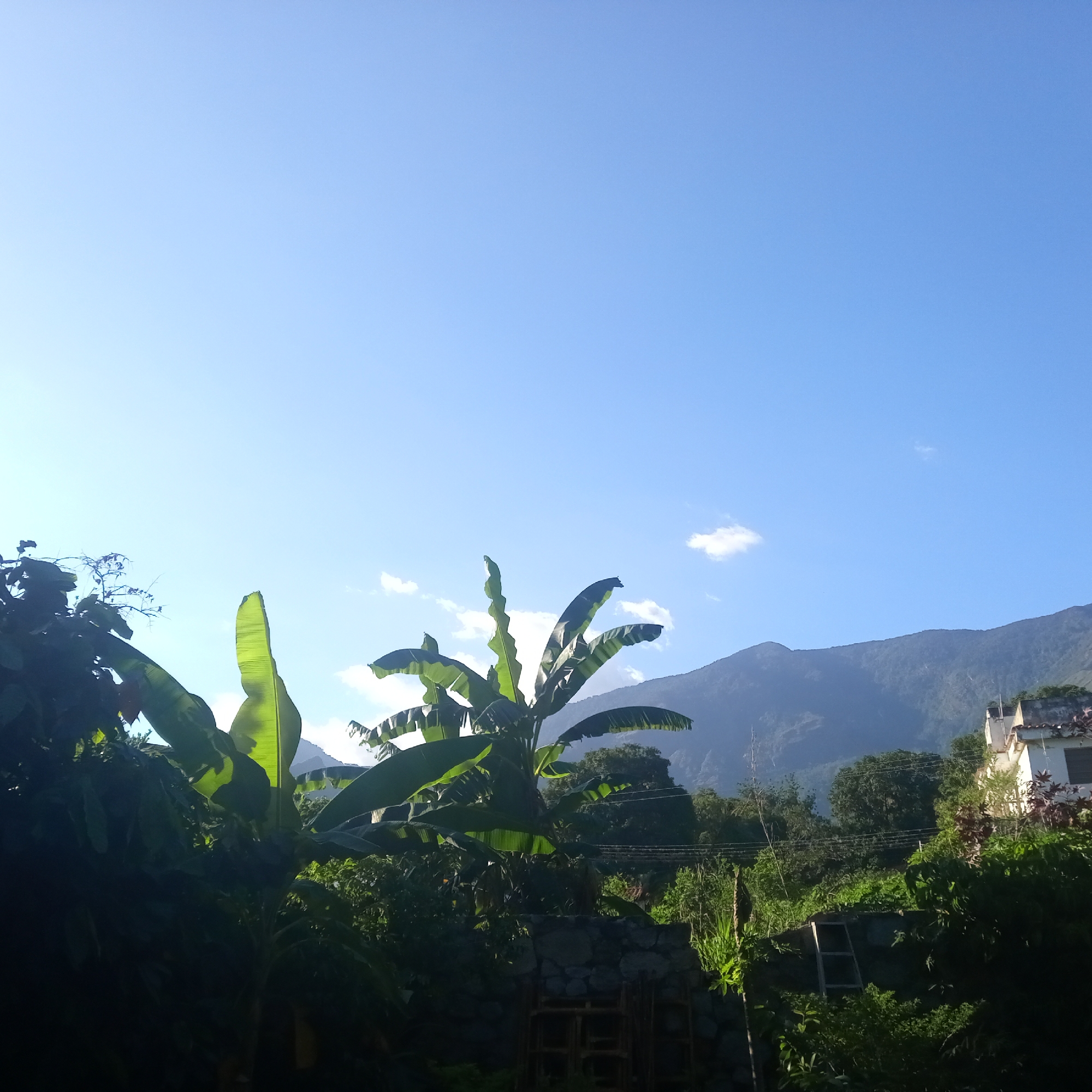 The image captures a lush, tropical landscape under a clear blue sky with a few wispy white clouds. In the foreground, large, vibrant green banana leaves dominate the scene, some silhouetted against the bright sky. Beyond the foliage, a mountain range rises, its slopes covered in dense green vegetation. On the right side of the frame, a white building with a tiled roof is partially visible, nestled amongst the trees. The overall impression is one of natural beauty and tranquility in what appears to be a rural or semi-rural setting.