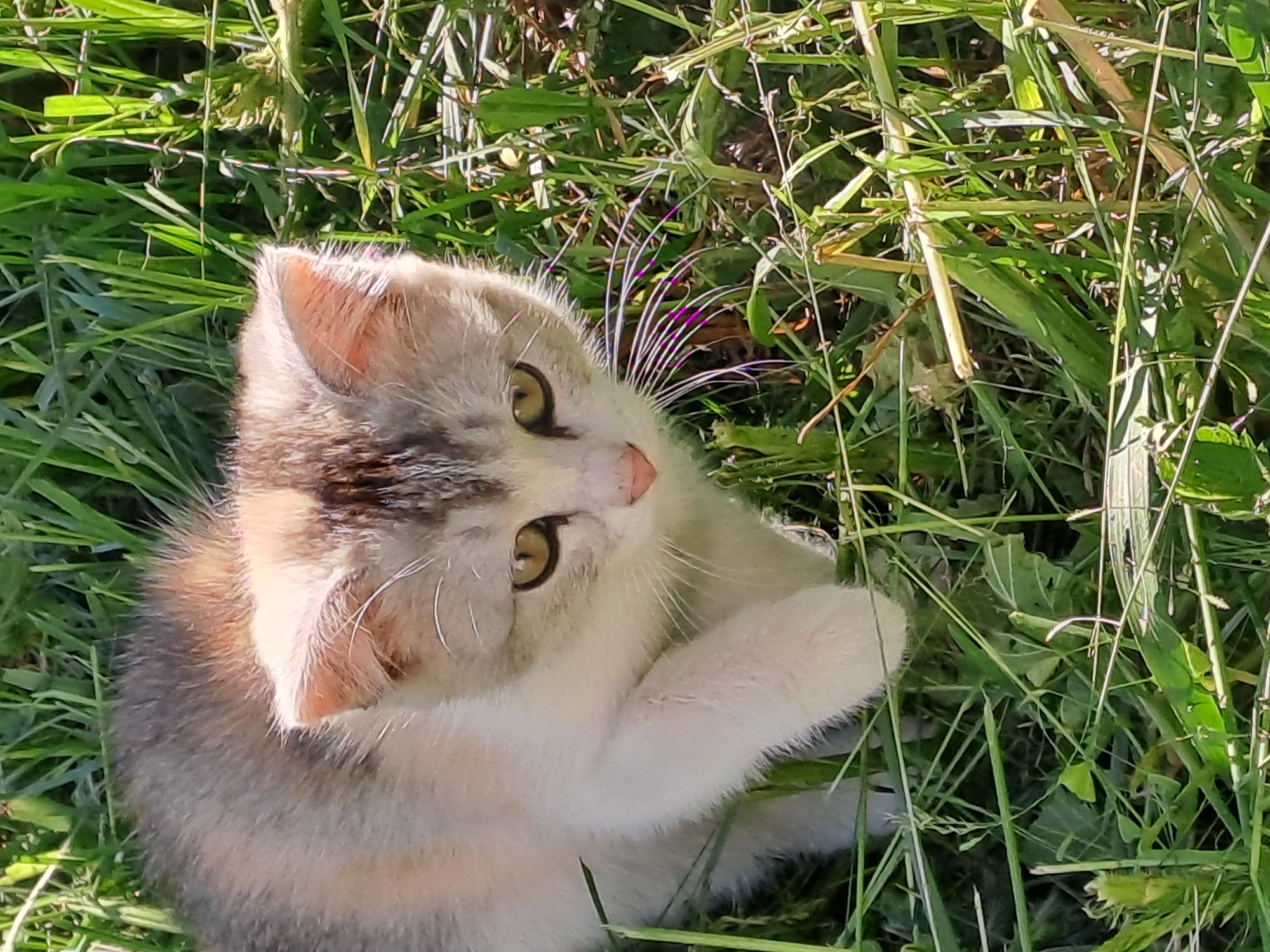 A high-angle outdoor shot captures a young kitten nestled in lush green grass in Полянки, Russia. The kitten, with light-colored fur featuring patches of grey, brown, and ginger, looks up towards the top-right of the frame with wide, curious light green eyes. Its prominent white whiskers fan out from its muzzle, some appearing to have a subtle purple tint due to lighting or reflection. One of its front paws is raised or bent, resting close to its chest.
The setting is a vibrant grassy area, likely a lawn or field, with various shades of green foliage visible. Bright sunlight illuminates the scene, casting subtle shadows and highlighting the individual blades of grass and the kitten's fur, suggesting it is daytime, possibly morning or afternoon. No specific man-made structures or additional animals are visible. The overall mood is one of natural tranquility and youthful curiosity. There is no visible text in the image.