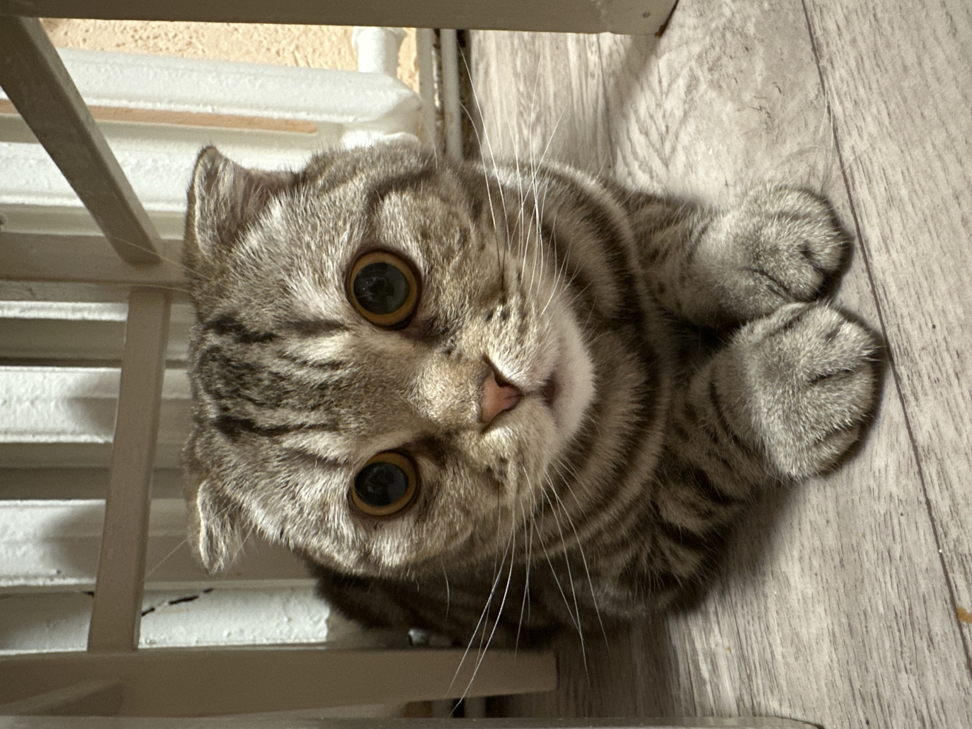 A close-up, high-angle shot depicts a Scottish Fold cat with brown tabby markings. The cat is lying on a light-colored, wood-grain patterned floor. Its front paws are tucked in. The cat is looking directly at the camera, displaying large, round eyes. A white gate or barrier is visible in the upper left corner of the frame.