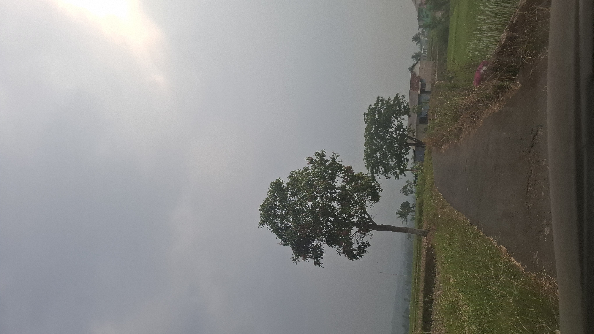 The image depicts a rural landscape in Sukasari, Indonesia. A paved road curves through grassy fields and rice paddies, flanked by vegetation. Two mature trees stand prominently on the left side of the road. In the background, several houses are visible, nestled amongst the greenery. The sky is overcast with a bright, diffused light source on the upper right, suggesting either sunrise or sunset. The overall scene conveys a serene, natural environment with signs of human habitation.
