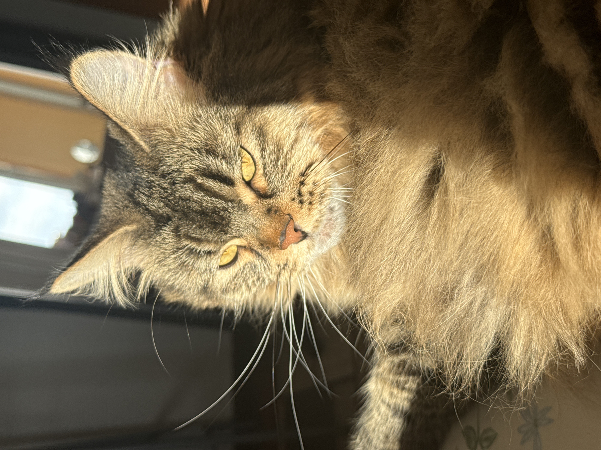 A close-up of a tabby cat with yellow eyes, tilting its head to the side in sunlight. The cat is indoors, potentially near a window. The image does not indicate a location in Izhevsk, Russia.