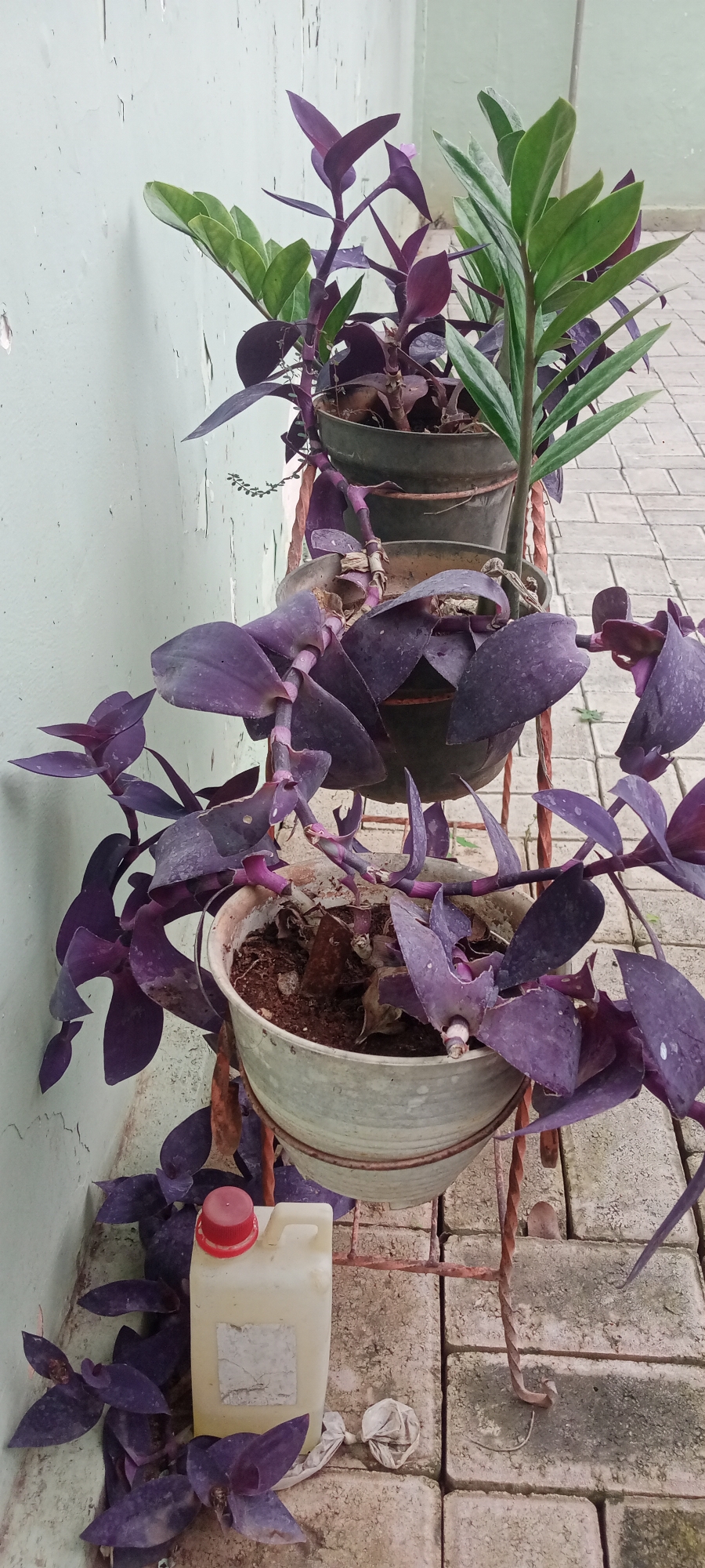 A metal plant stand with three tiers holds several potted plants. The bottom tier has a large, light-colored pot with a trailing purple-leaved plant, possibly Tradescantia pallida, with its leaves spilling over the edge. To the left of this pot is a small, off-white plastic jug with a red cap, lying on its side. Next to the jug is a crumpled white object, possibly a plastic bag. The middle tier holds a dark pot with more of the purple-leaved plant. The top tier holds a dark pot with a tall green plant, likely a Zamioculcas zamiifolia, with its glossy leaves extending upwards. The plant stand is positioned against a light green wall with peeling paint. The ground beneath the stand is paved with rectangular grey bricks. The scene appears to be an outdoor area, possibly a courtyard or patio, in Tuban, Indonesia. No people are visible in the image. The lighting suggests it is daytime.
