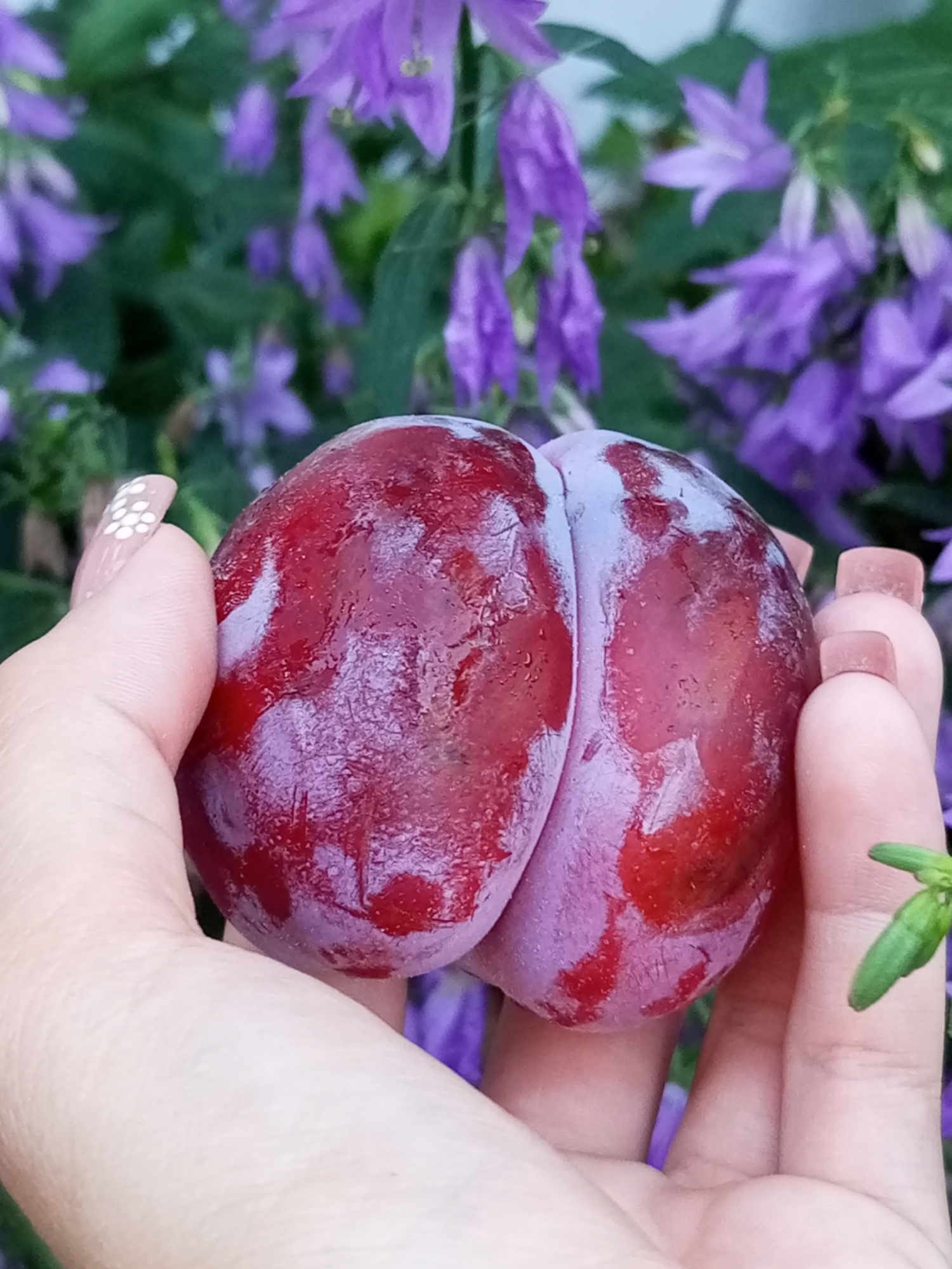 A close-up, eye-level shot focuses on a person's hand holding a large, ripe plum. The plum is deep red with a dusty purple bloom, showcasing its plump, curved shape. The background is softly blurred, revealing a cluster of delicate purple bell-shaped flowers with green foliage, suggesting an outdoor setting. The hand is fair-skinned, with neatly manicured nails painted a neutral color and adorned with a small white floral design on one nail. The fingers are gently cradling the plum, with a thumb on one side and fingers supporting the other. The lighting is natural and soft, highlighting the textures of the plum's skin and the subtle sheen of moisture on its surface. The scene appears to be in an outdoor garden, potentially in a rural or suburban area. There are no specific landmarks visible that would indicate the city of Ворошиловка, Kazakhstan, or any other specific urban location.