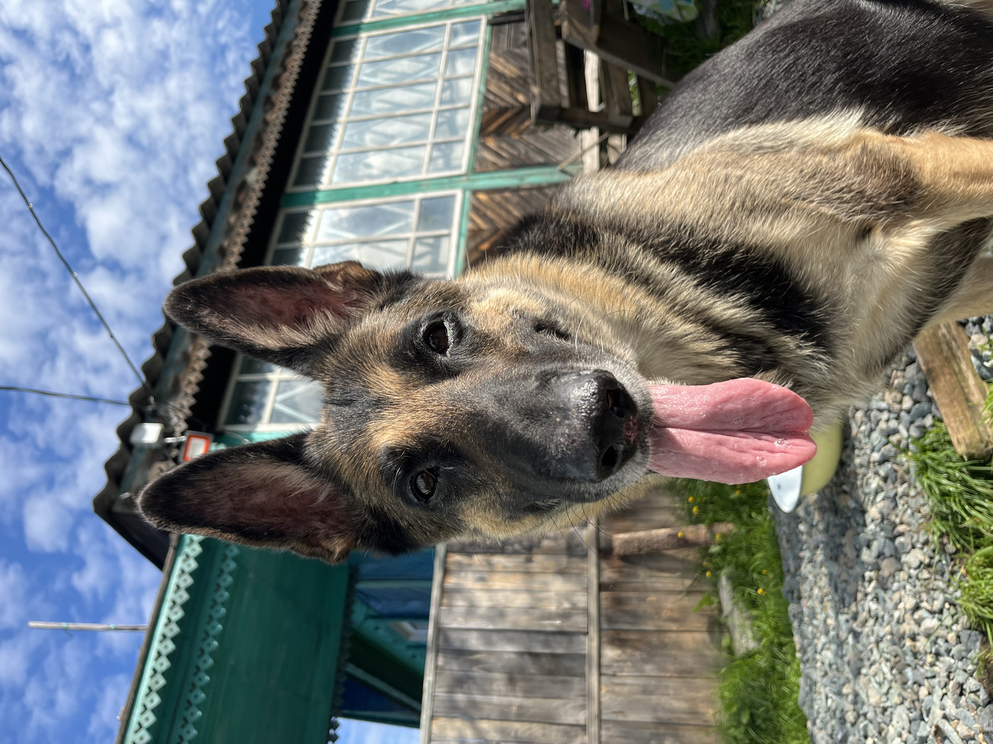 A German Shepherd dog is in the foreground, panting with its tongue hanging out. It is sitting on a gravelly surface with grass and a wooden fence behind it. A traditional wooden house with green trim and large windows is visible in the background. The sky is blue with scattered clouds. The scene appears to be in a rural or semi-rural setting, possibly in Nizhny Tagil, Russia, given the architecture and the presence of what seems to be a dacha (a Russian country house).