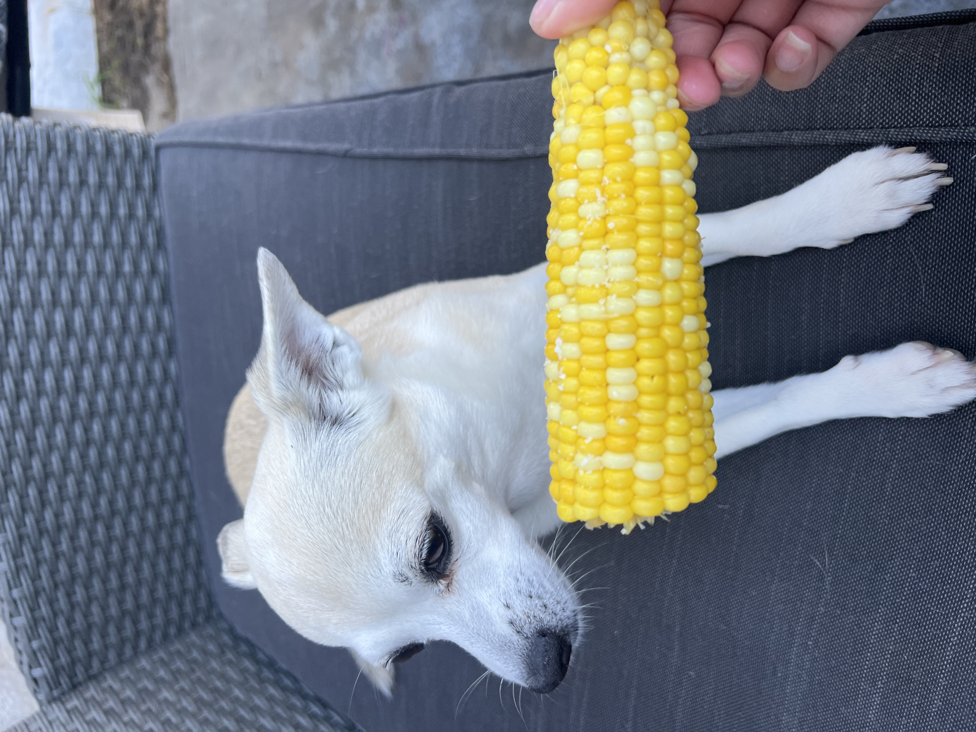 A light-colored Chihuahua dog lies on a dark-gray cushioned outdoor chair. In front of the dog, a human hand holds a partially eaten cob of corn, with kernels of both yellow and white corn visible. The dog is looking down and to the left, away from the corn. The background shows a textured gray wicker chair and a blurred outdoor setting with some greenery and dirt. There is no indication of the location being Kulishi, Ukraine.