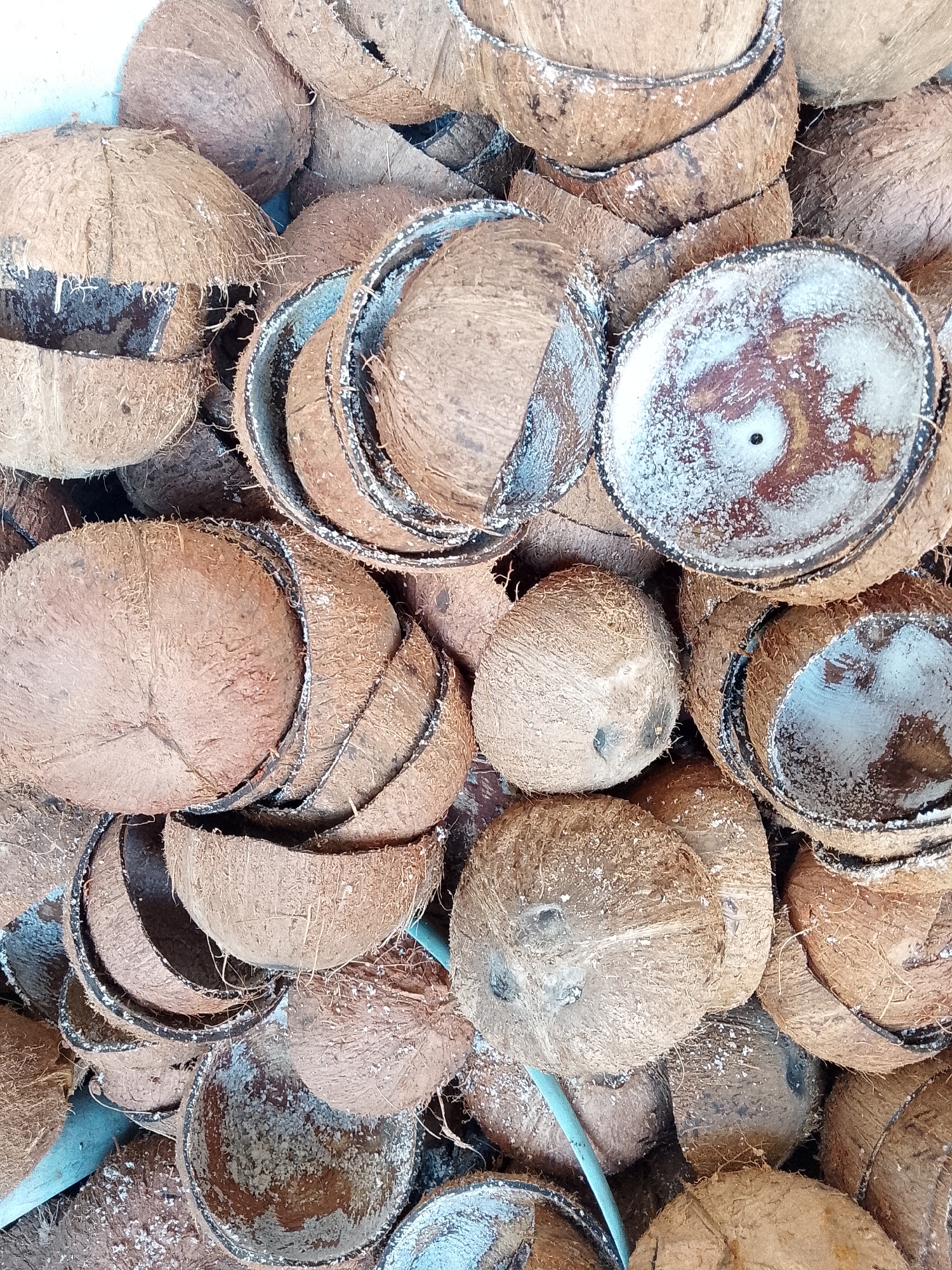 A close-up, high-angle shot captures a dense pile of numerous brown coconut shells and some whole coconuts. The image is dominated by the rough, fibrous texture of coconut husks. Many shells are split in half, revealing their inner surfaces, some of which still have white residue, likely dried coconut meat or pulp, and darker stains. A few complete, unhusked coconuts are also interspersed within the pile. The shells vary in size and shape, indicating they come from different coconuts.
The composition suggests a large quantity of discarded or collected coconut byproducts. A light blue pipe or hose is partially visible in several places, snaking through the pile, indicating the setting might be an outdoor collection area, a processing facility, or a market. The lighting is bright and even, suggesting it is daytime. No people or specific activities are depicted, giving the impression of a static scene. The overall color palette consists mainly of earthy browns, tans, and off-whites, with minimal accents from the blue pipe. There is no visible text in the image. Given the location context of Lhokseumawe, Indonesia, this scene likely reflects local agricultural or commercial coconut activities.