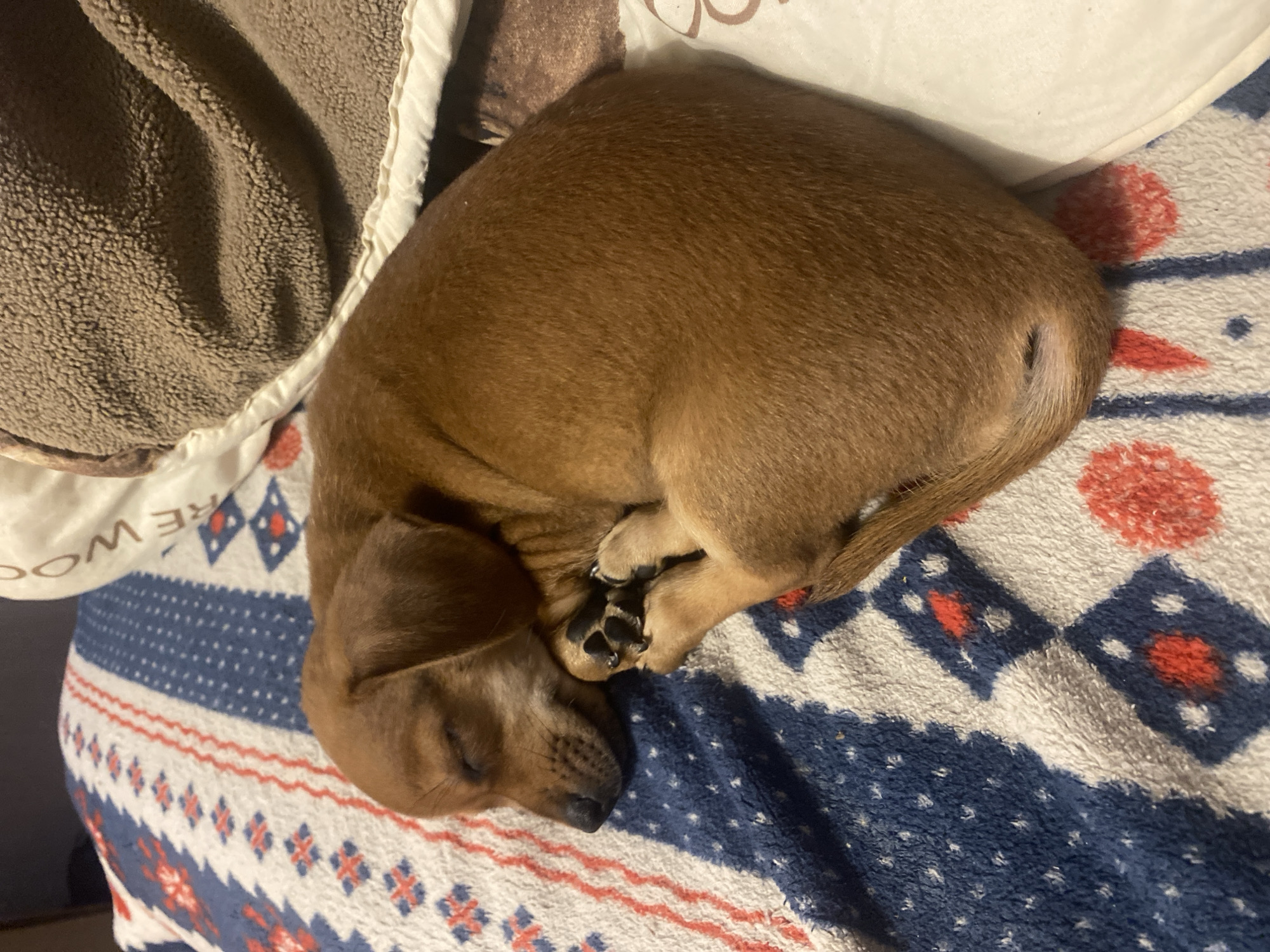 A brown puppy is curled up and sleeping on a blanket with a blue, white, and red geometric pattern. The puppy's eyes are closed, and its paws are tucked under its head. The blanket is on a bed, and a fuzzy brown blanket is visible in the background. The image was taken in an indoor setting, and there is no specific information to indicate its location in the city of Dnipro, Ukraine.